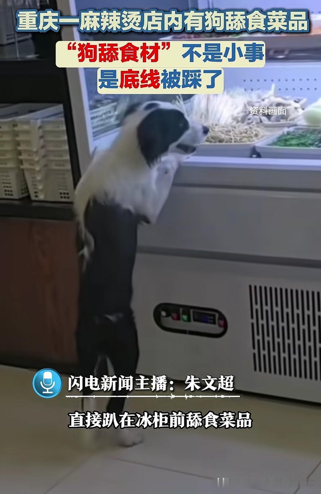 重庆奉节这家麻辣烫店里未牵绳的边牧直接趴在食材冷柜上舔食菜品，店员发现后竟打算冲