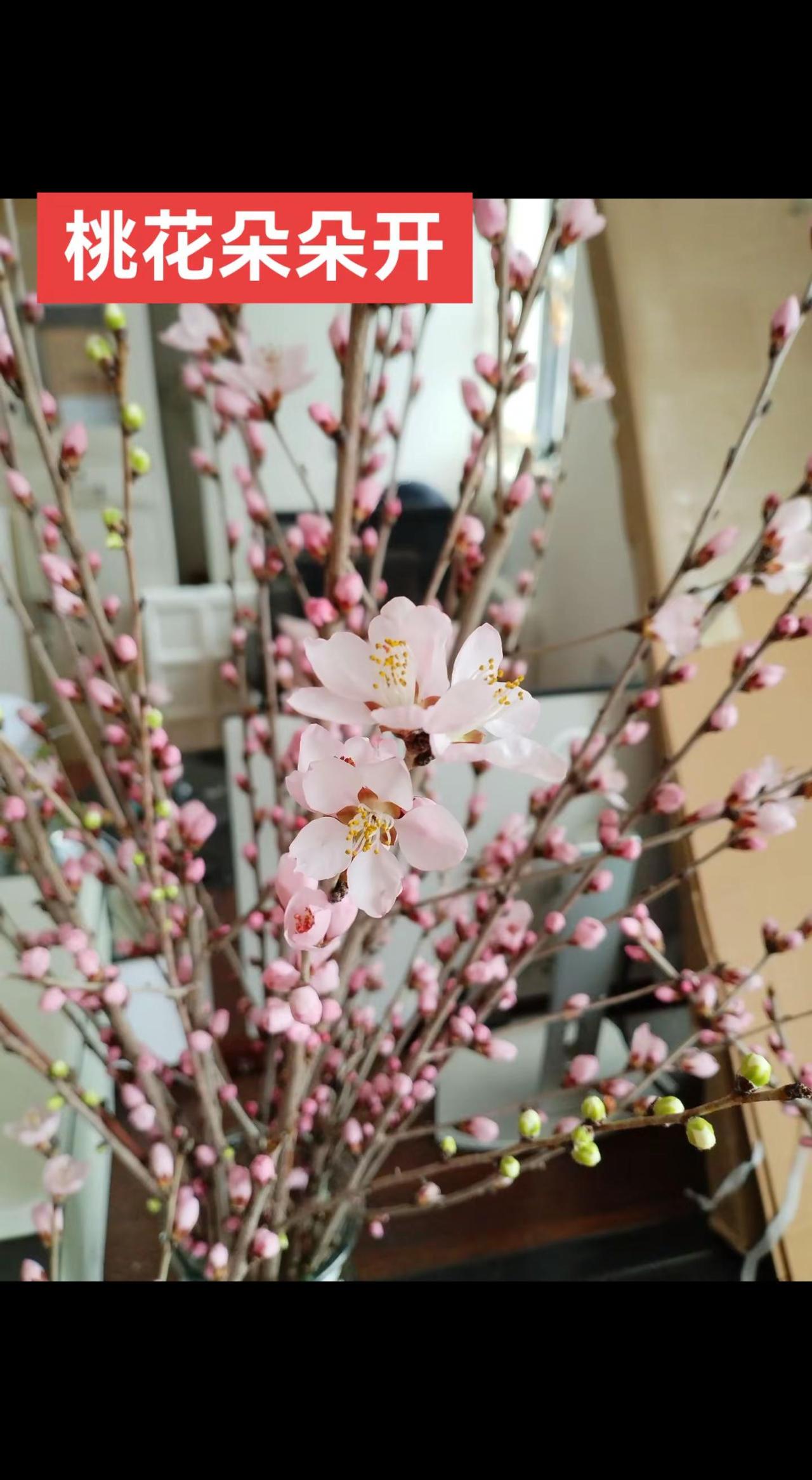 桃花朵朵开。养花我是认真的 桃花朵朵开