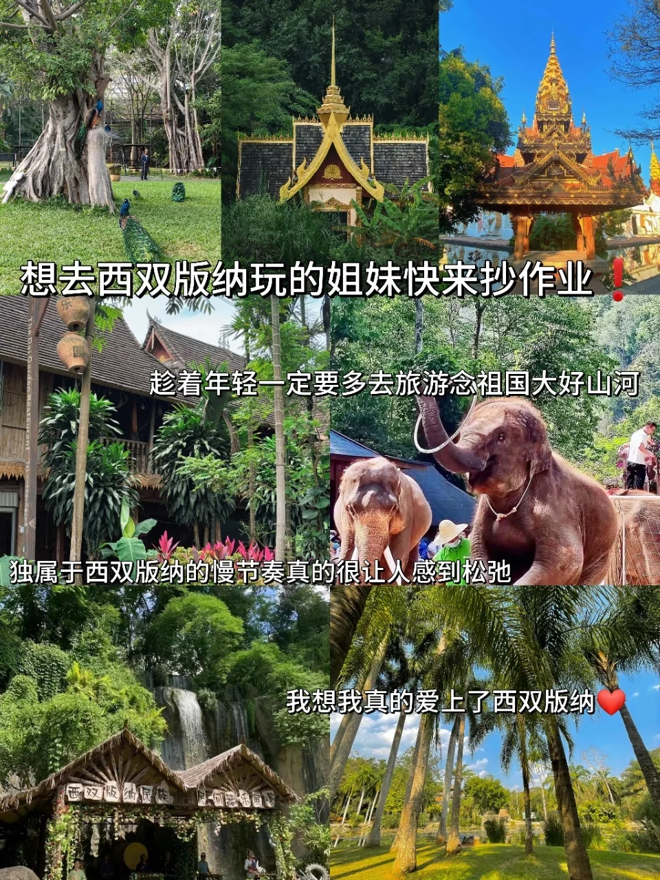 想去西双版纳玩的快来抄作业❗❗