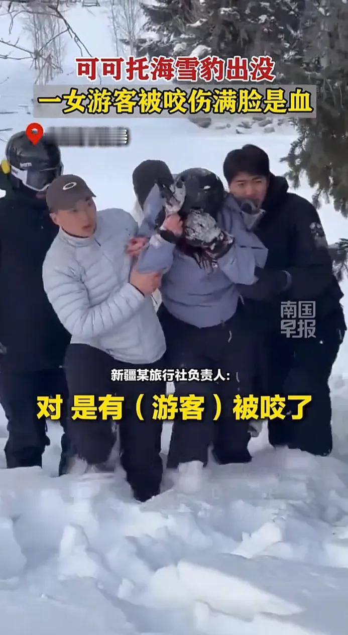 这胆子也太大了！昨天新疆可可托海，一女游客回酒店路上，看见野生雪豹不但不下车跑，