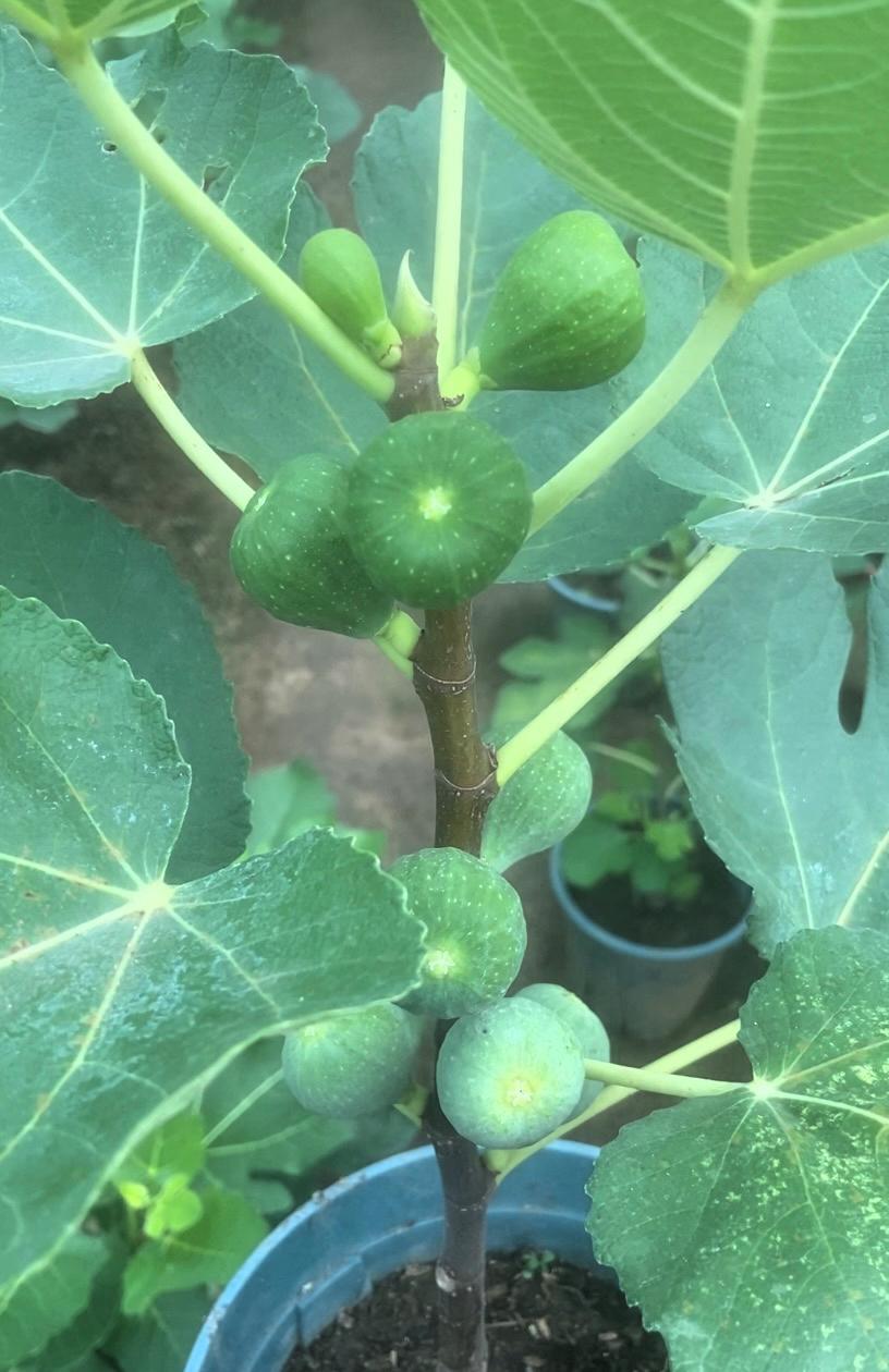 青皮无花果不愧是经典中的经典！我这盆当年扦插的，现在已经挂满果子，满满当当的，看