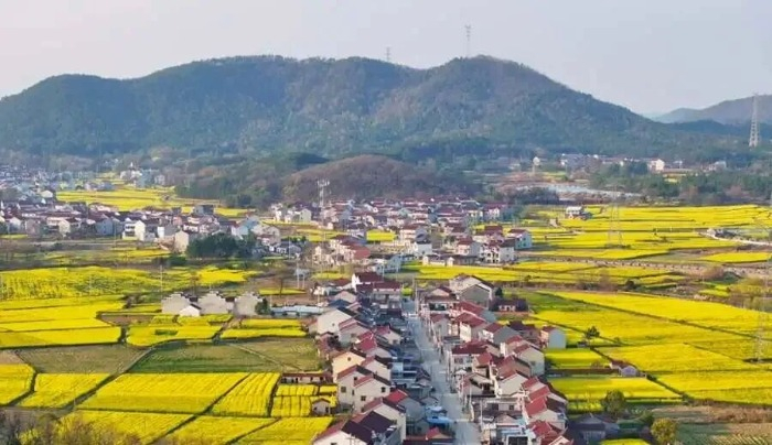 #共赏望江春日油菜花#【望江50多万亩油菜花迎来盛花期，四大赏游精品线路串联多处