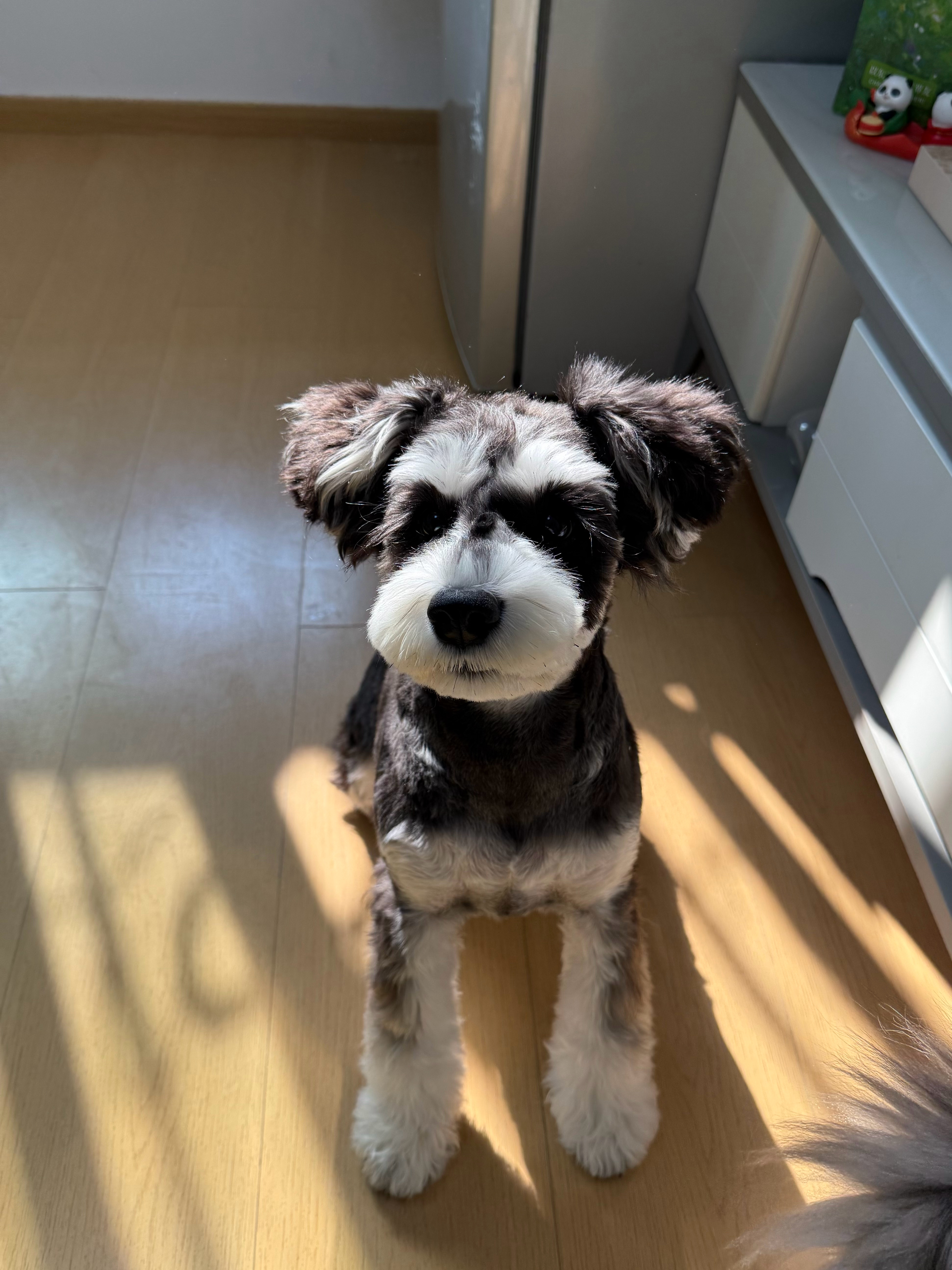 深情小狗动物奇遇记