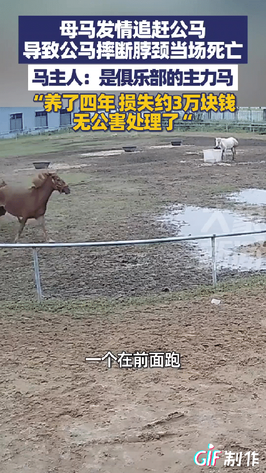 心疼公马3秒钟！
安徽六安的一个马场里，一匹发情的母马试图靠近一匹公马，公马却不