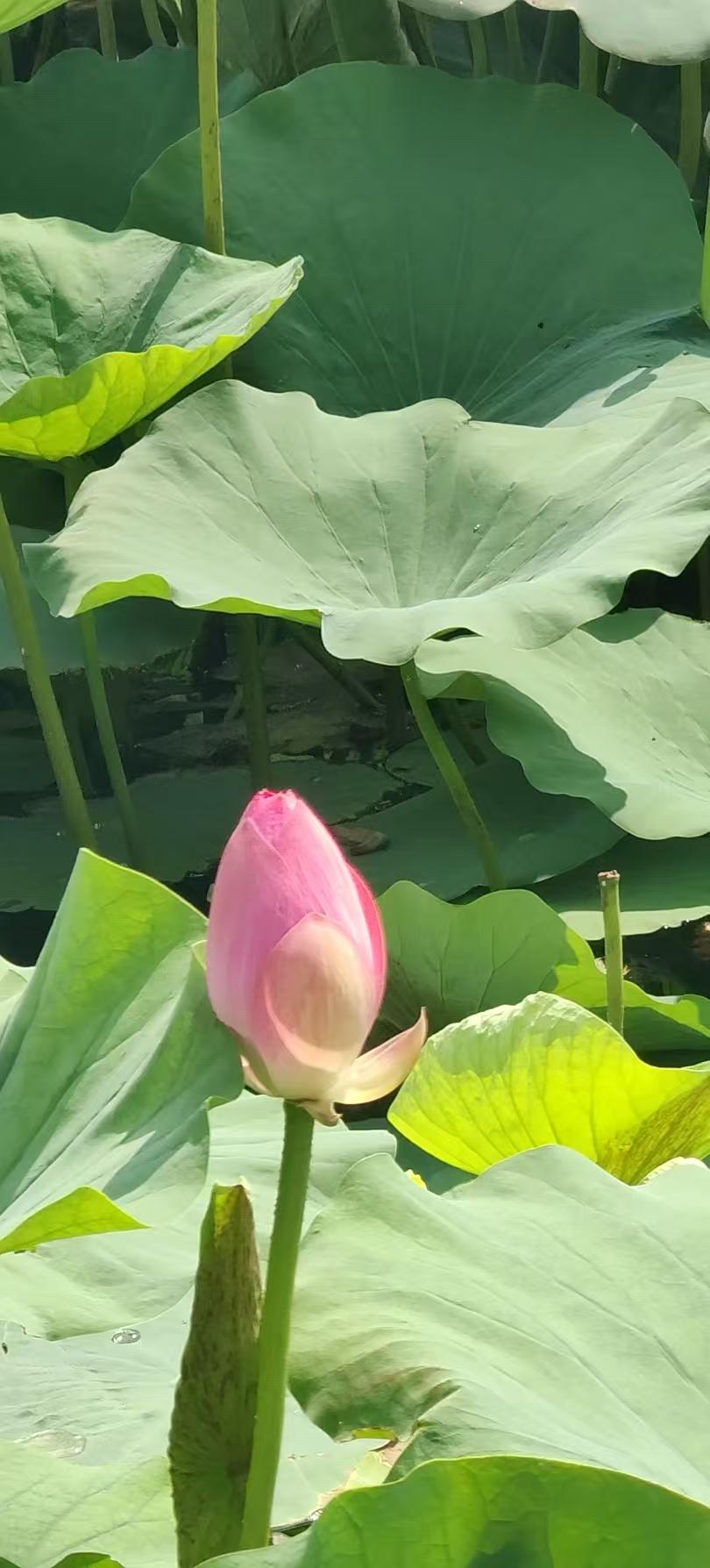 七绝四首•崔式连衣裙2585
——量体裁衣
（2026.4.1.6:10）
最近