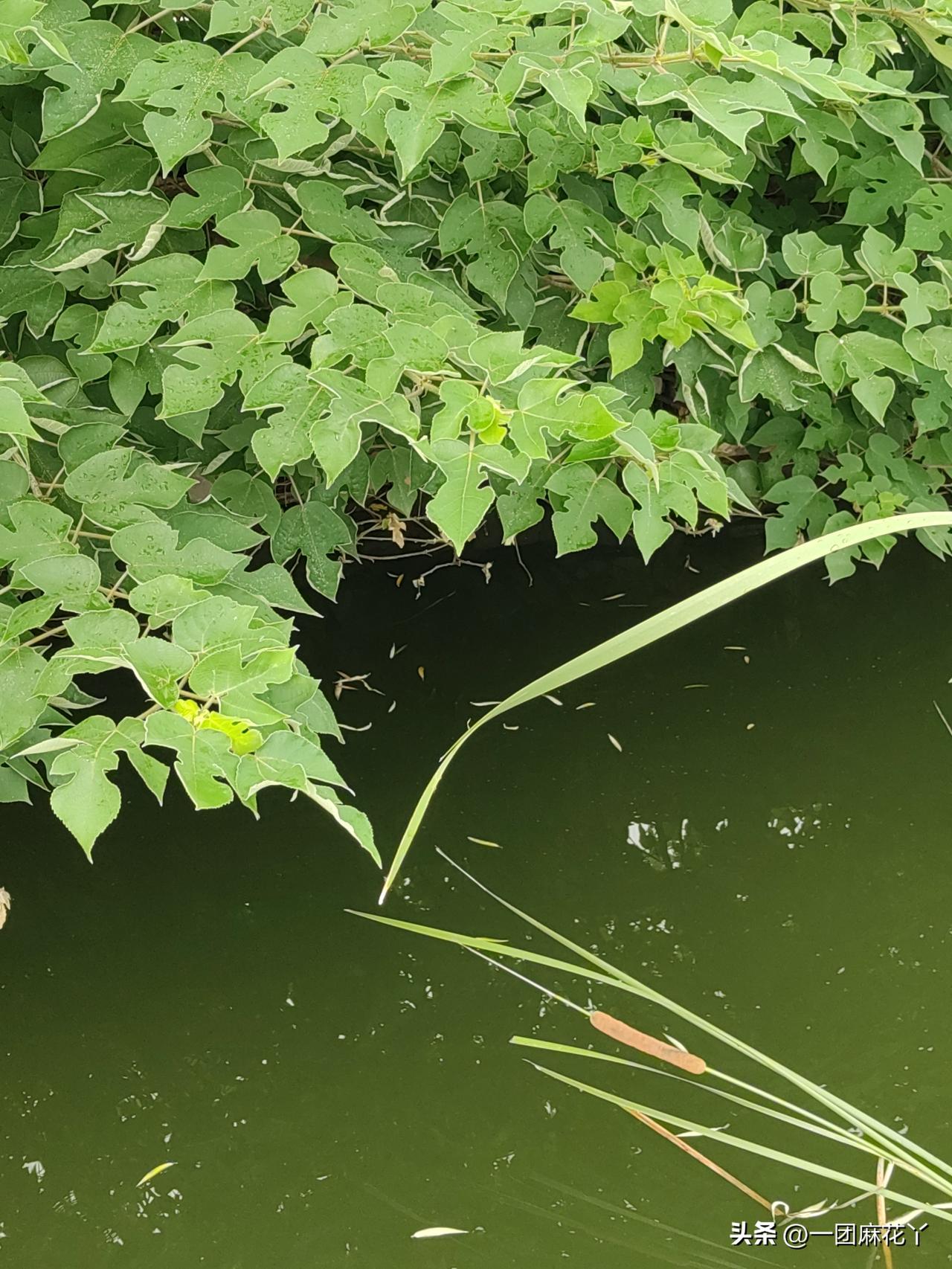 芜湖古称鸠兹，后来叫芜湖。
古代这里多湖滩湿地，湖边长满芜草（水草、野草），因此