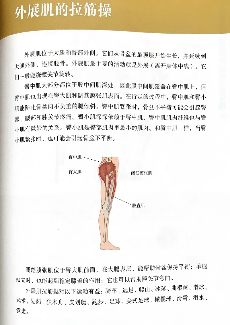 这几块肌肉能直接影响骨盆前倾🦵🏻