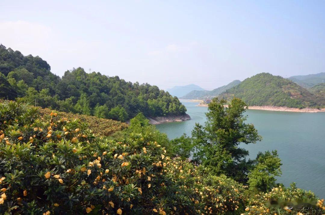 700年甜韵！黄岩枇杷为什么这么好吃？

黄岩是“中国枇杷之乡”，拥有700多年