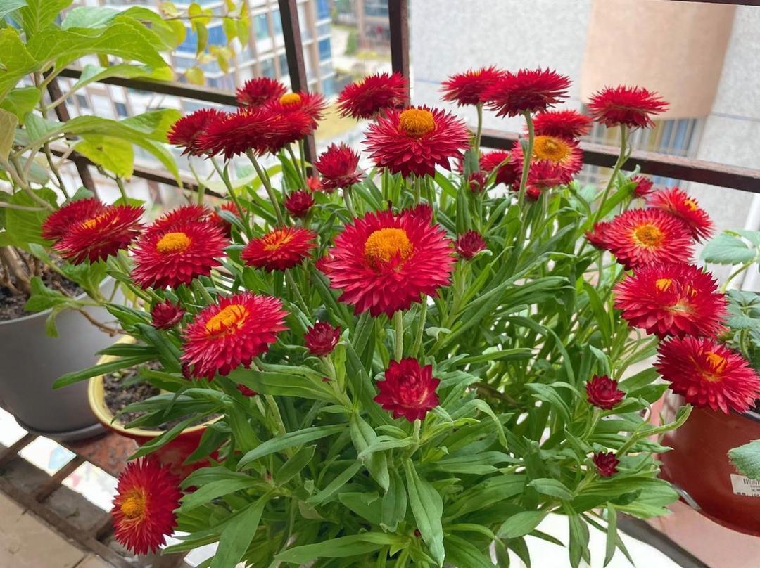 女儿二十五岁，在国企做行政，眼下有两个追求者，条件反差极大，全家都为她的选择犯愁