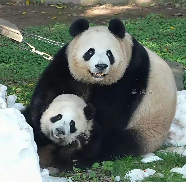 美少女壮士良月搂着小月亮笑呵呵的跟大家说
这是我的好女儿小月亮
她能文能武还会兵