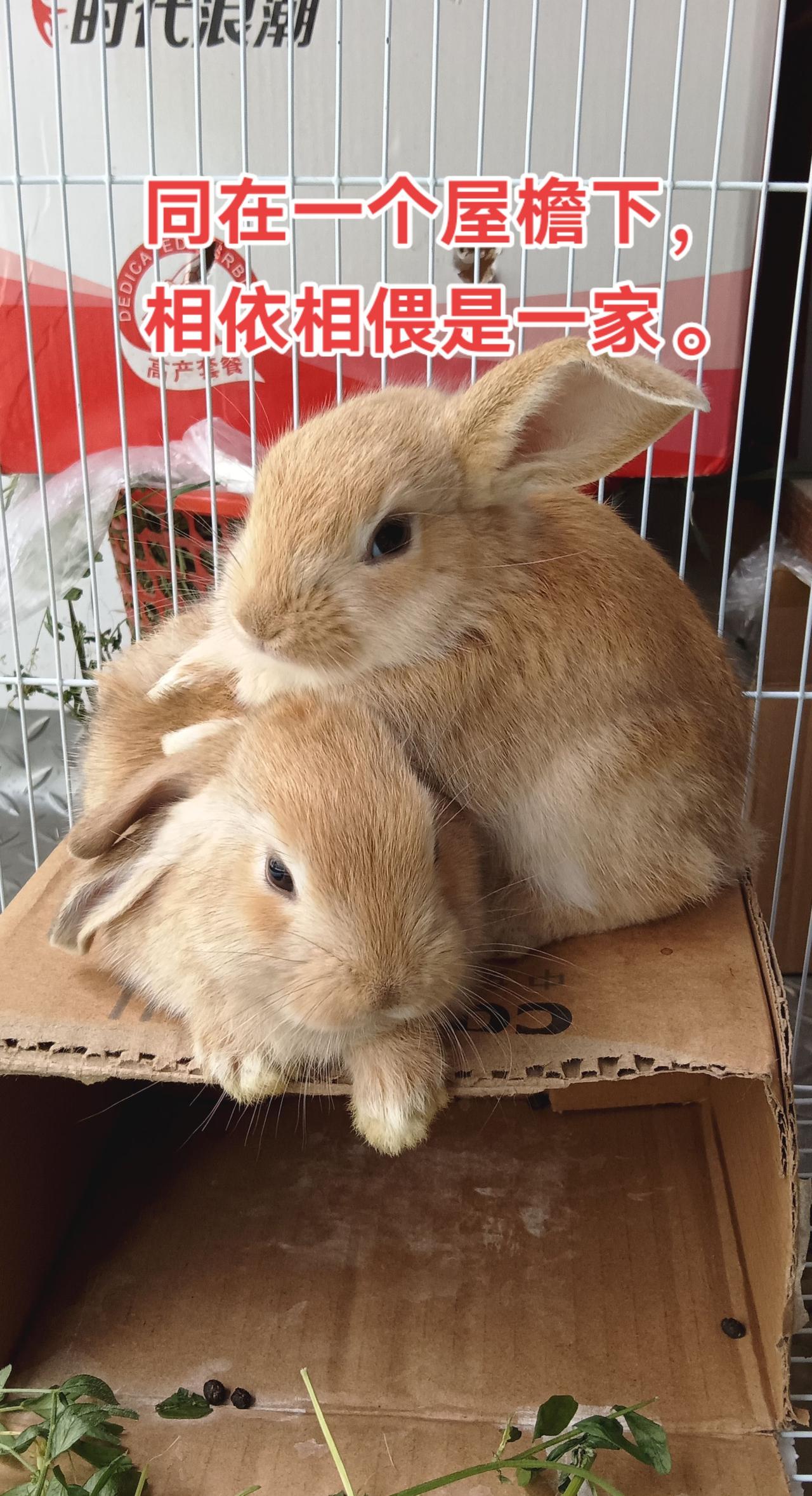 俩可爱的小兔，相依相偎，抱团取暖。因为它们还没有长大。