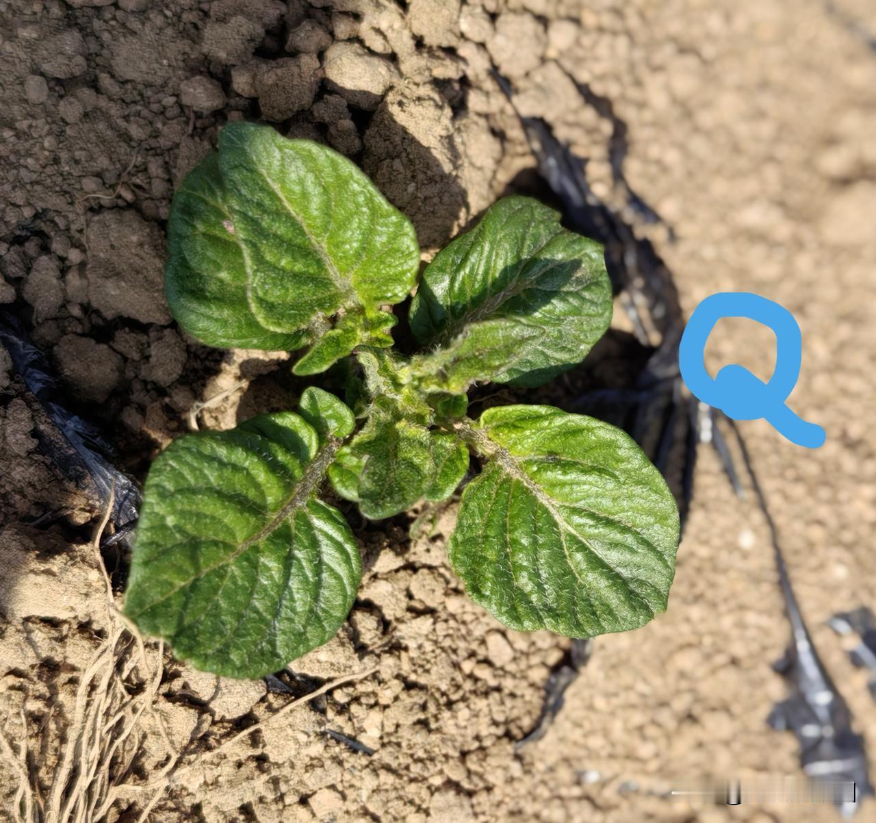 土豆苗旺盛怎么处理?

土豆苗期就该旺盛。

只要这3条把控得好，土豆苗期要多旺