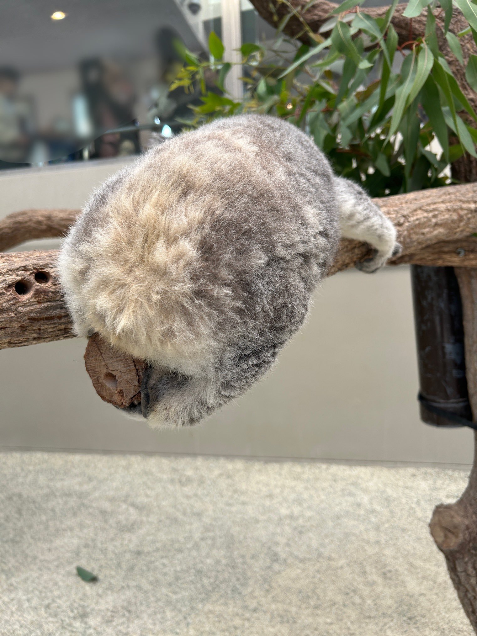 乱糟糟考拉PP四宫格~【推：englandhill_zoo】 