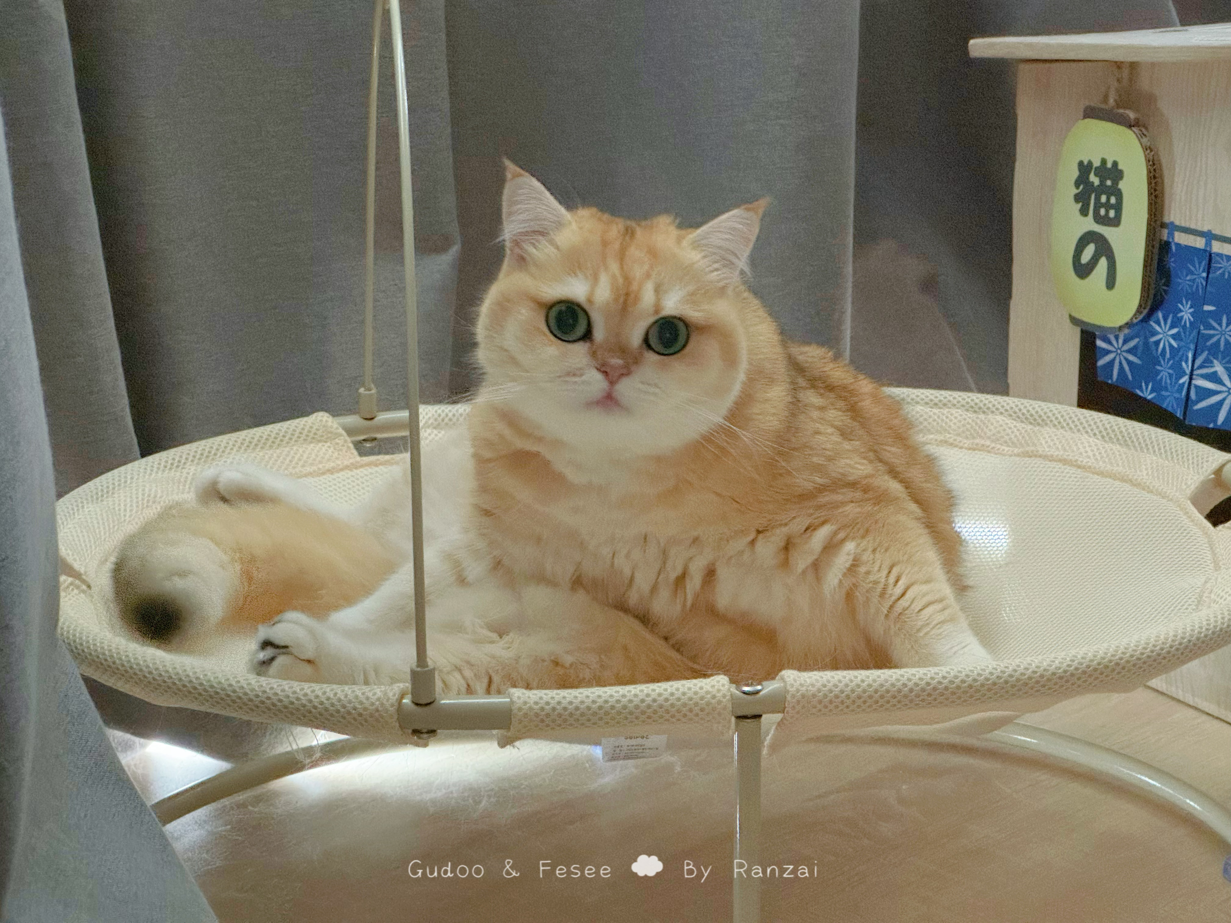猫砂盆的门坏了，合理怀疑是她刨坏的[顶]#菇冬怎么肥四[超话]##萌宠种草节# 