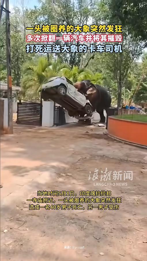 “看着就吓人！”当地时间5月1日，印度喀拉拉邦，一头被圈养的大象被送往寺庙参加活