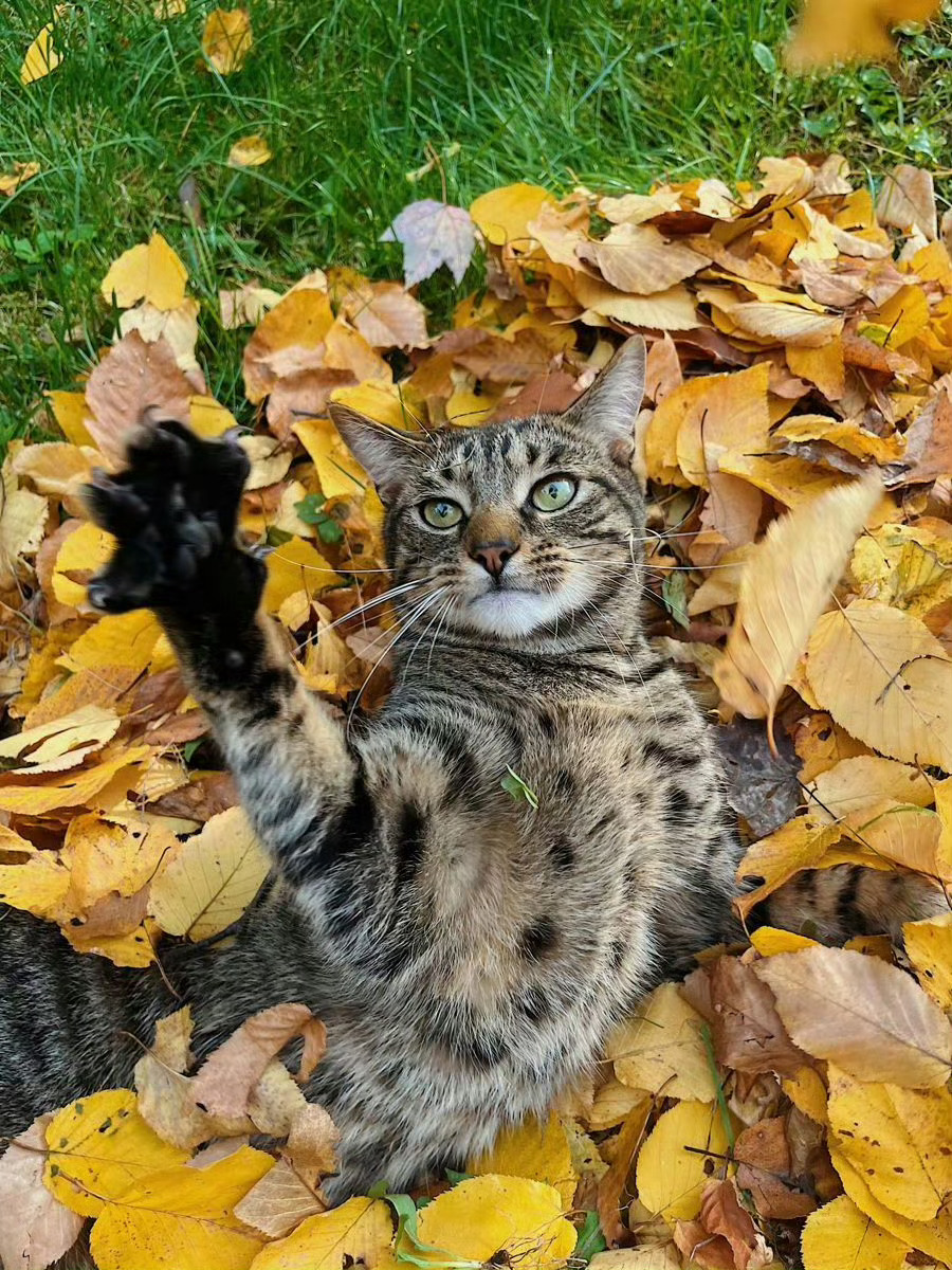 猫咪：过来让我摸一下[抱一抱] ​​​