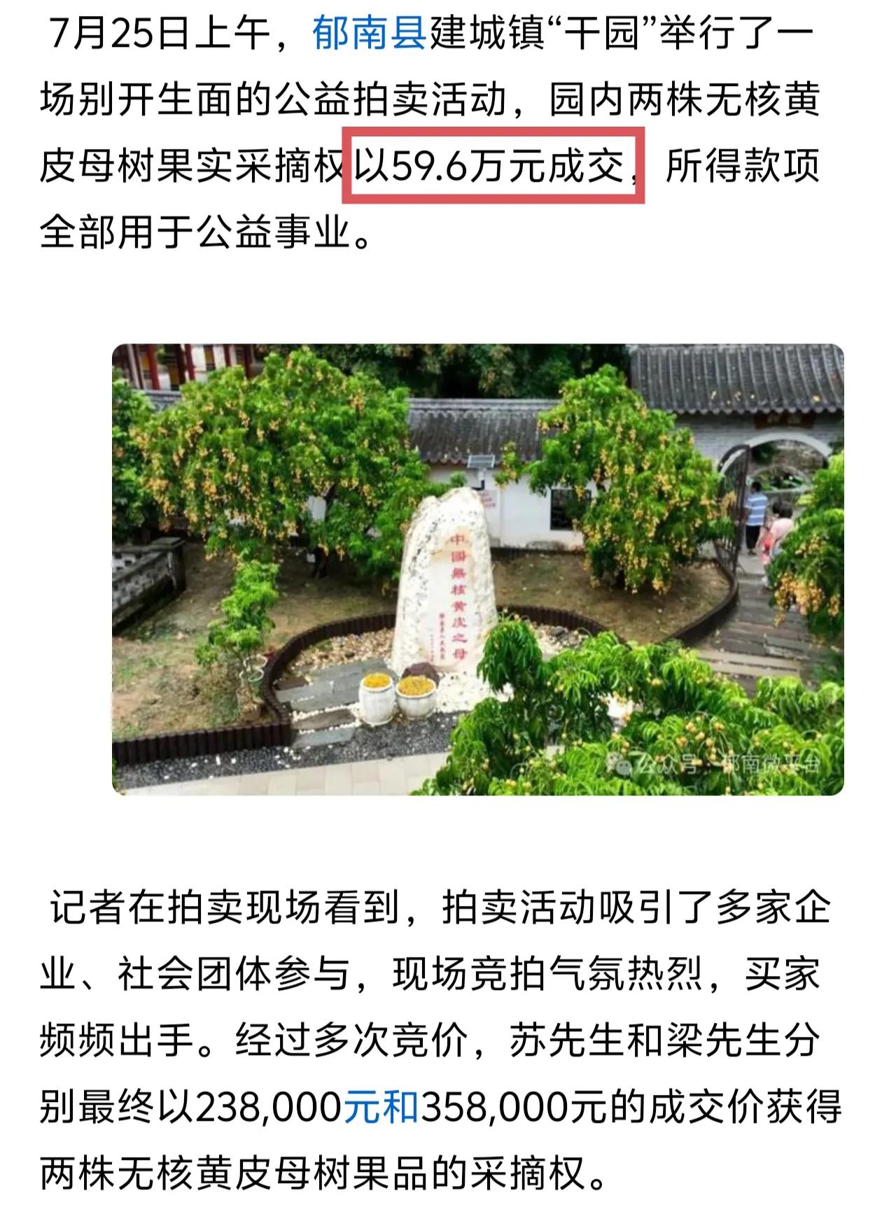 郁南两棵无核黄皮母树今年的采摘权以接近60万元拍出！郁南无核黄皮将复制增城挂绿荔