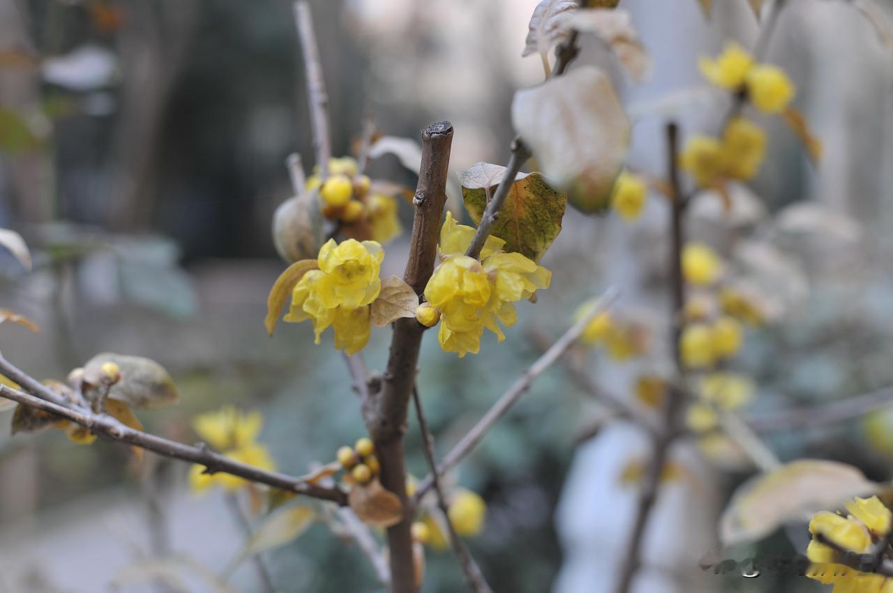 南京暖冬，腊梅开了花。