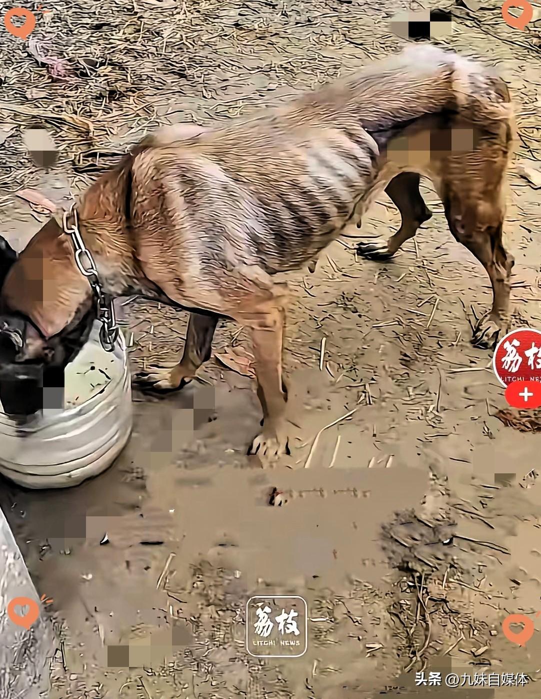 近日，广西百色一只被大水卷走的马犬回到家了，主人和马犬双双流泪……
      