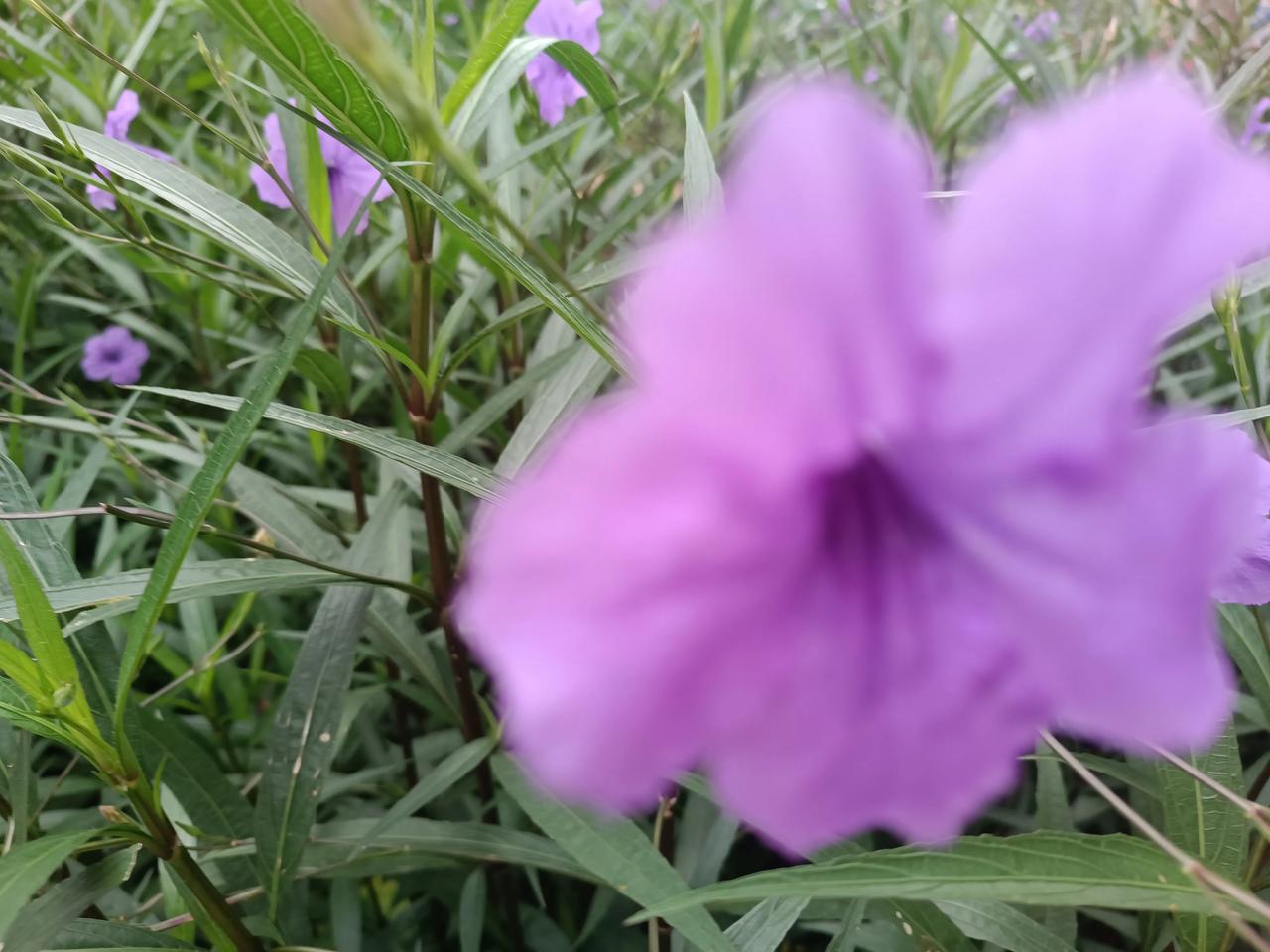 分享浪漫的紫色花🌸朵
随手拍的蓝花🌸草🌿
长得特别茂盛
节节开花🌸不停