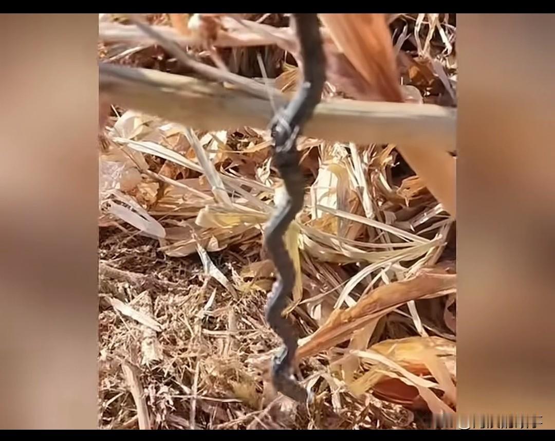 今天在视频中看见，有些村民眼红同村人挣钱挣得多，在人家地里下钢筋，下菜刀，把人家
