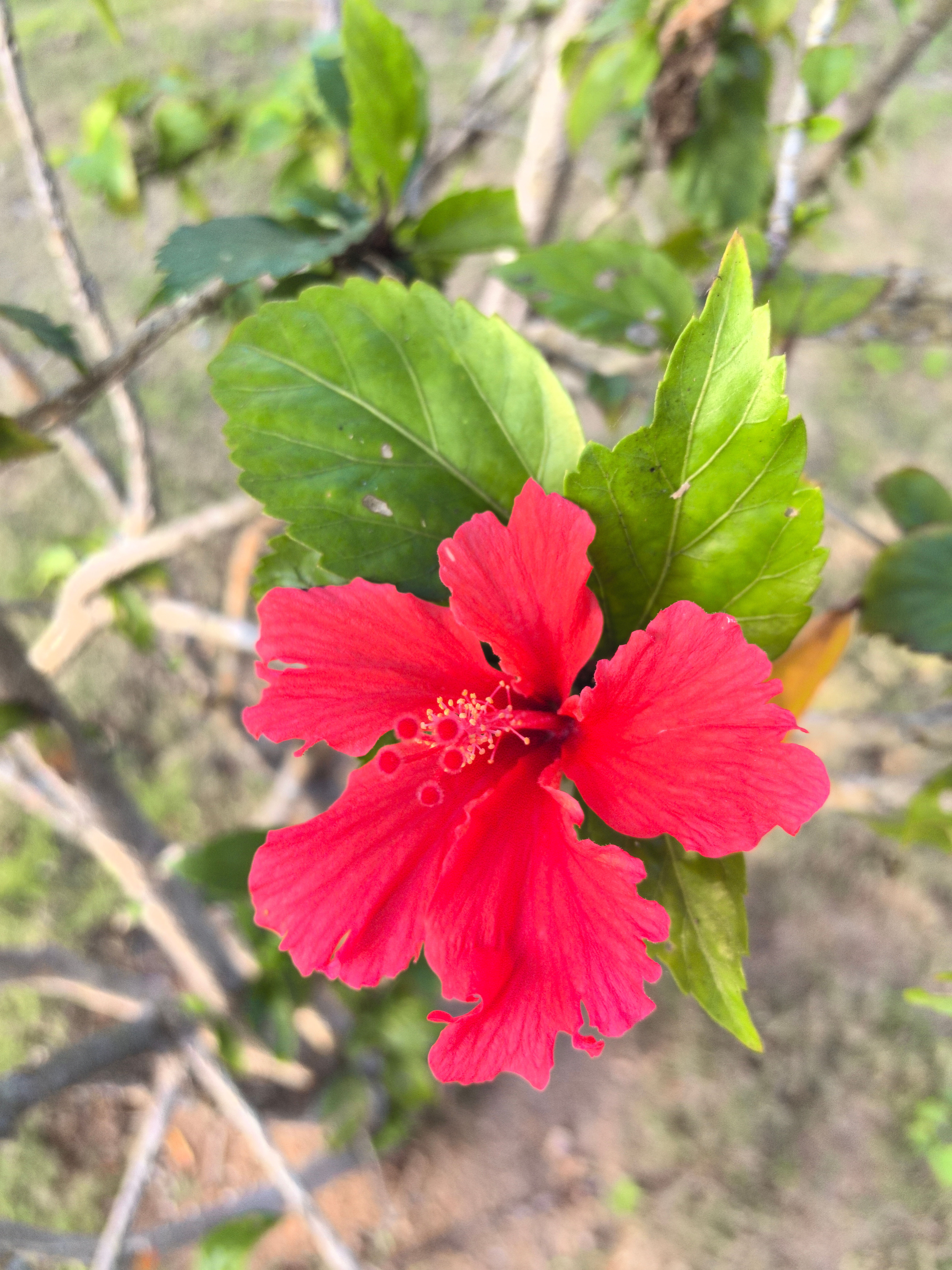 扶桑花是这样的。未经任何雕饰的海南野景是这样的。看起来确实有蛇出没。陪着我散步的