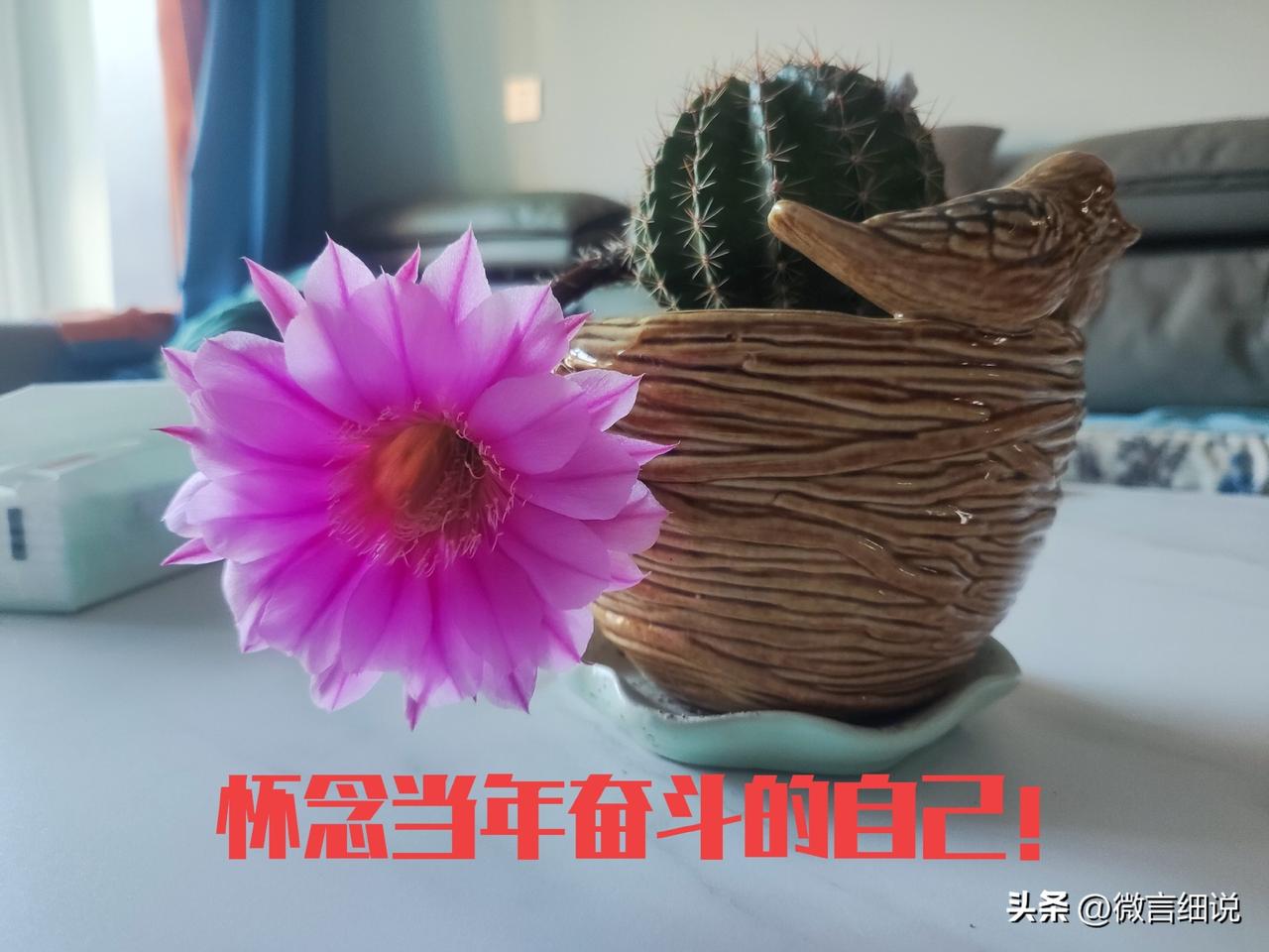 在哪个一无所有的年纪，碰到了如花似玉的你。如果我不追求，必将失去你。我不顾一切，