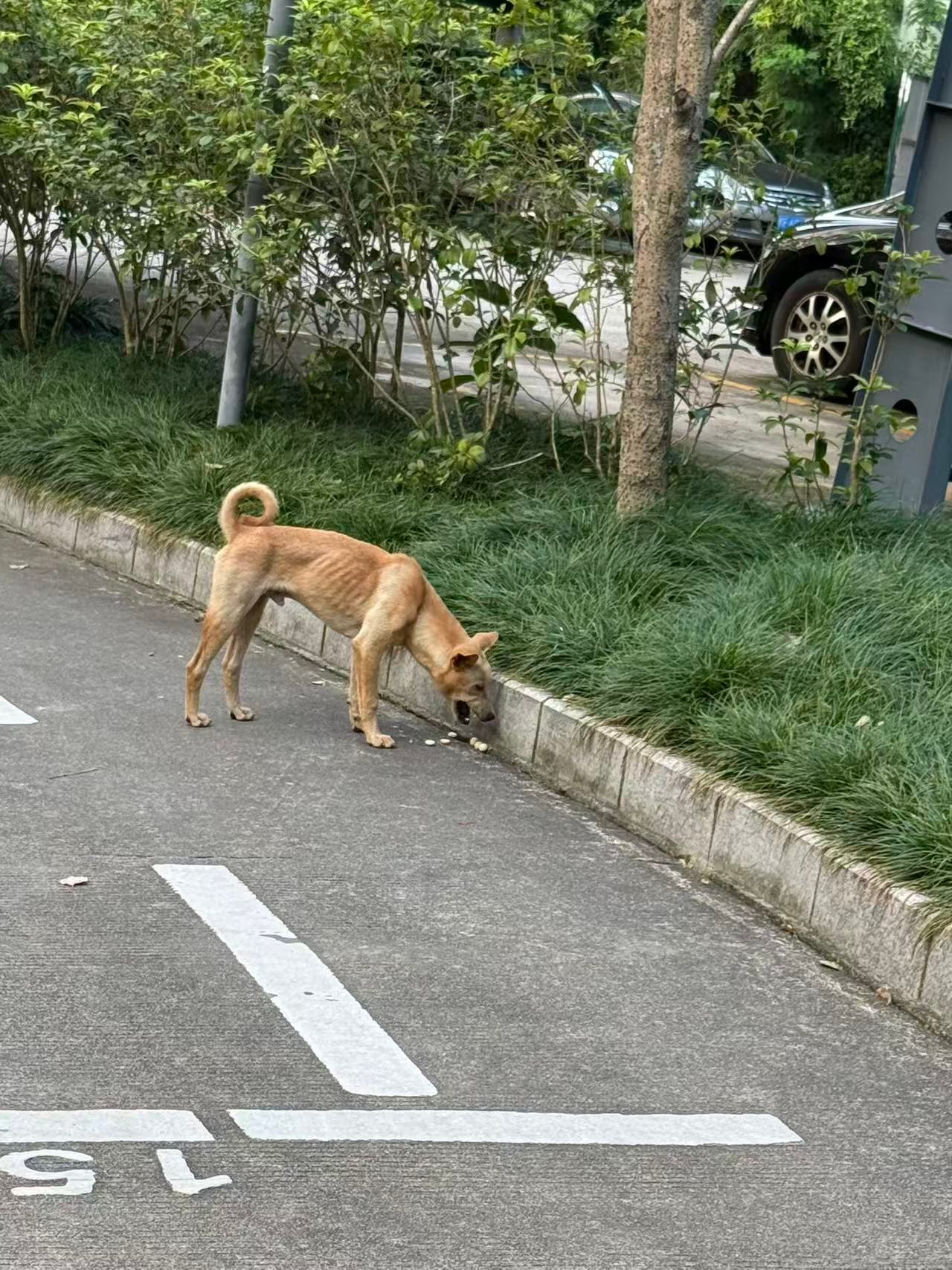 城市里的流浪狗更是万分艰难，比流浪猫艰难多得多，遇到了，把手里给流浪猫的冻干小馒