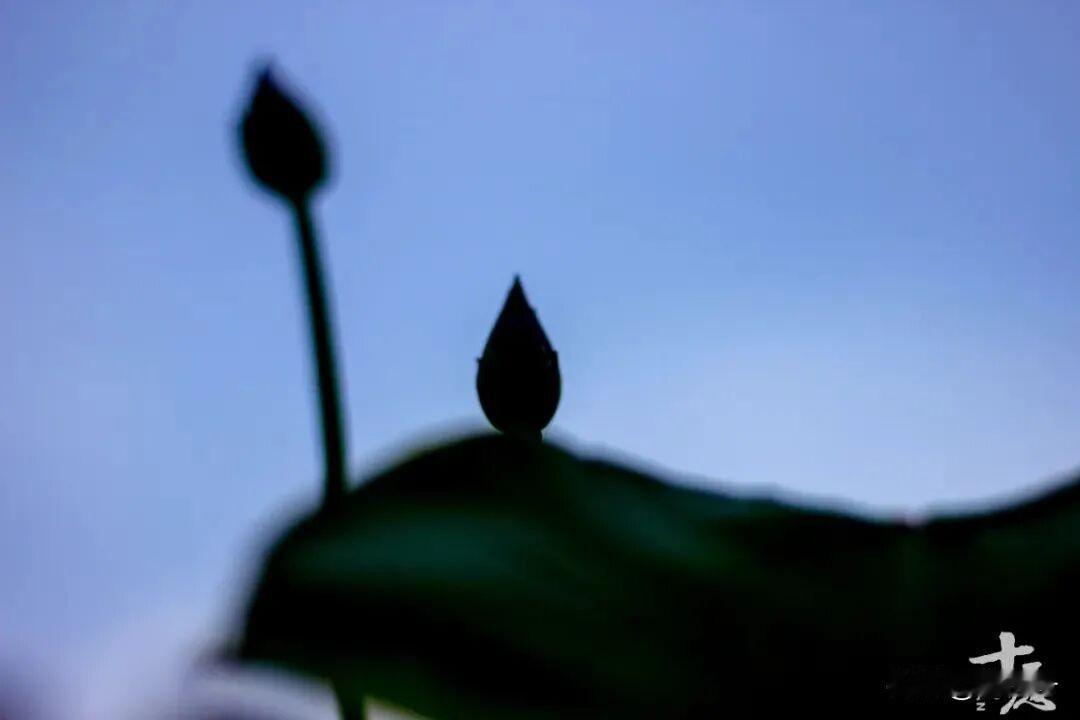 在生活中，
当我们遇到烦恼时，
往往只是责怪环境，
而很少有人懂得去反省自己的内