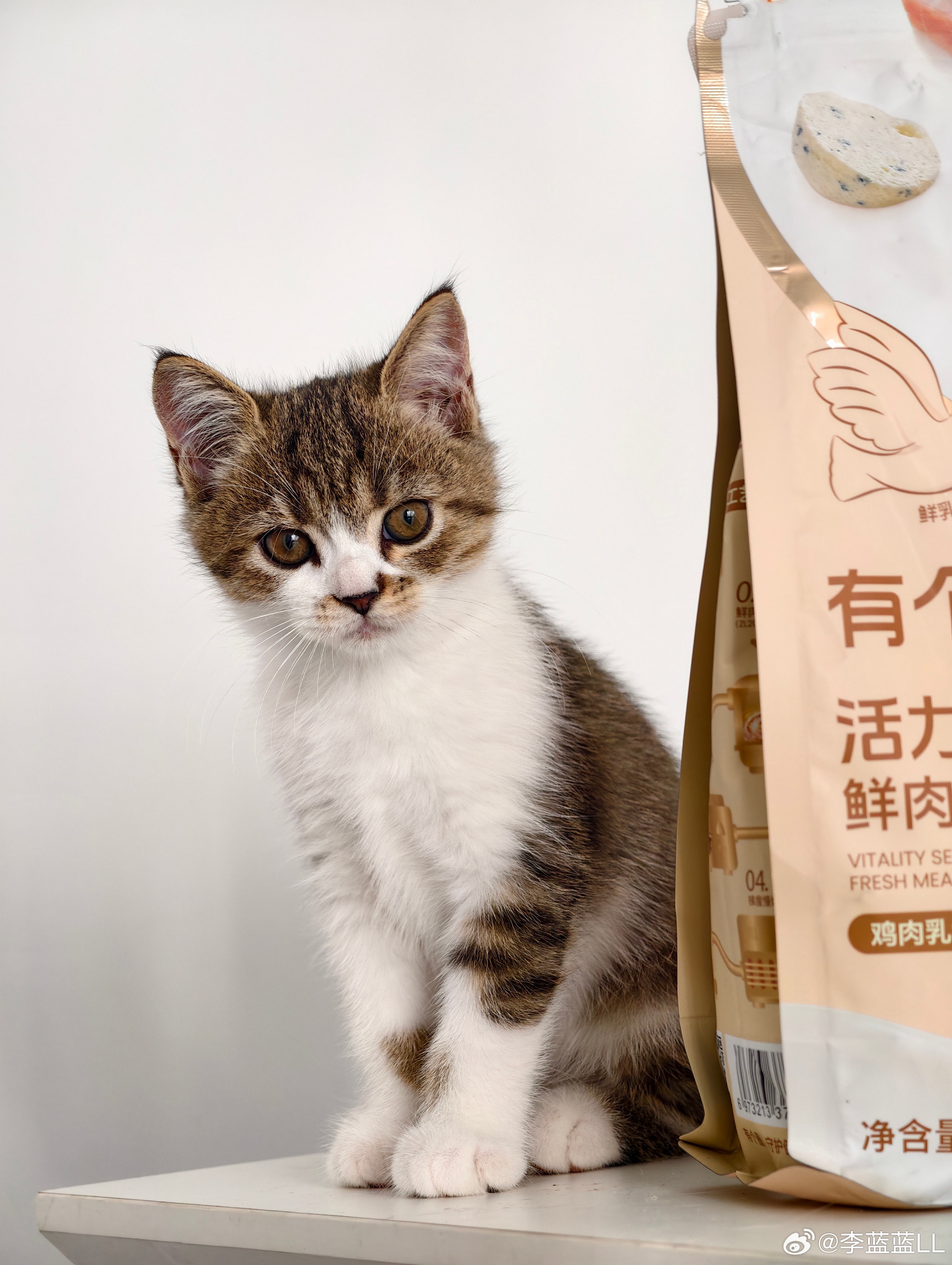 五只小猫都还没有名字呢。快给取个名字吧？[喵喵][喵喵] ​​​
