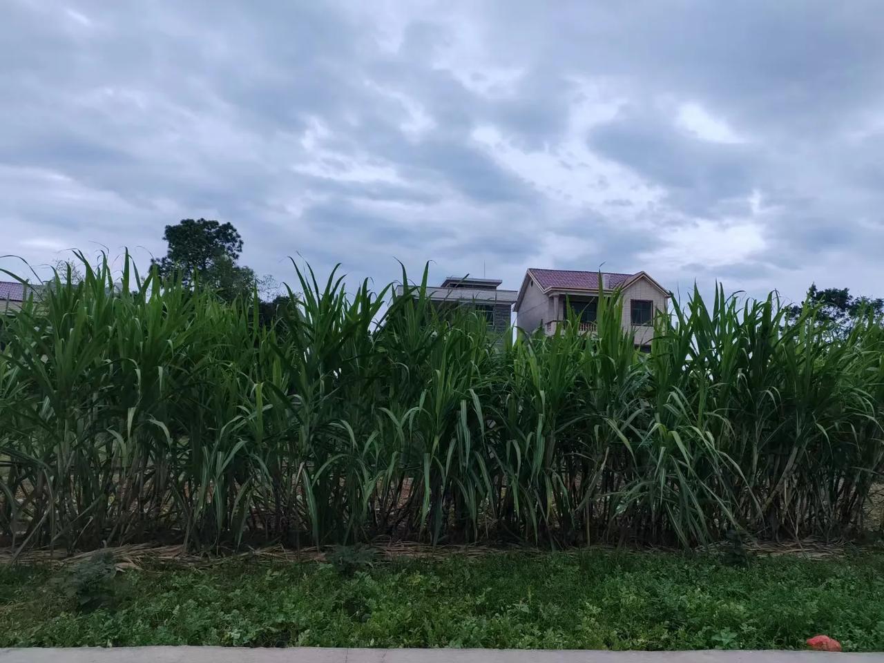 #秋日生活打卡#你看到那边绿色是什么
