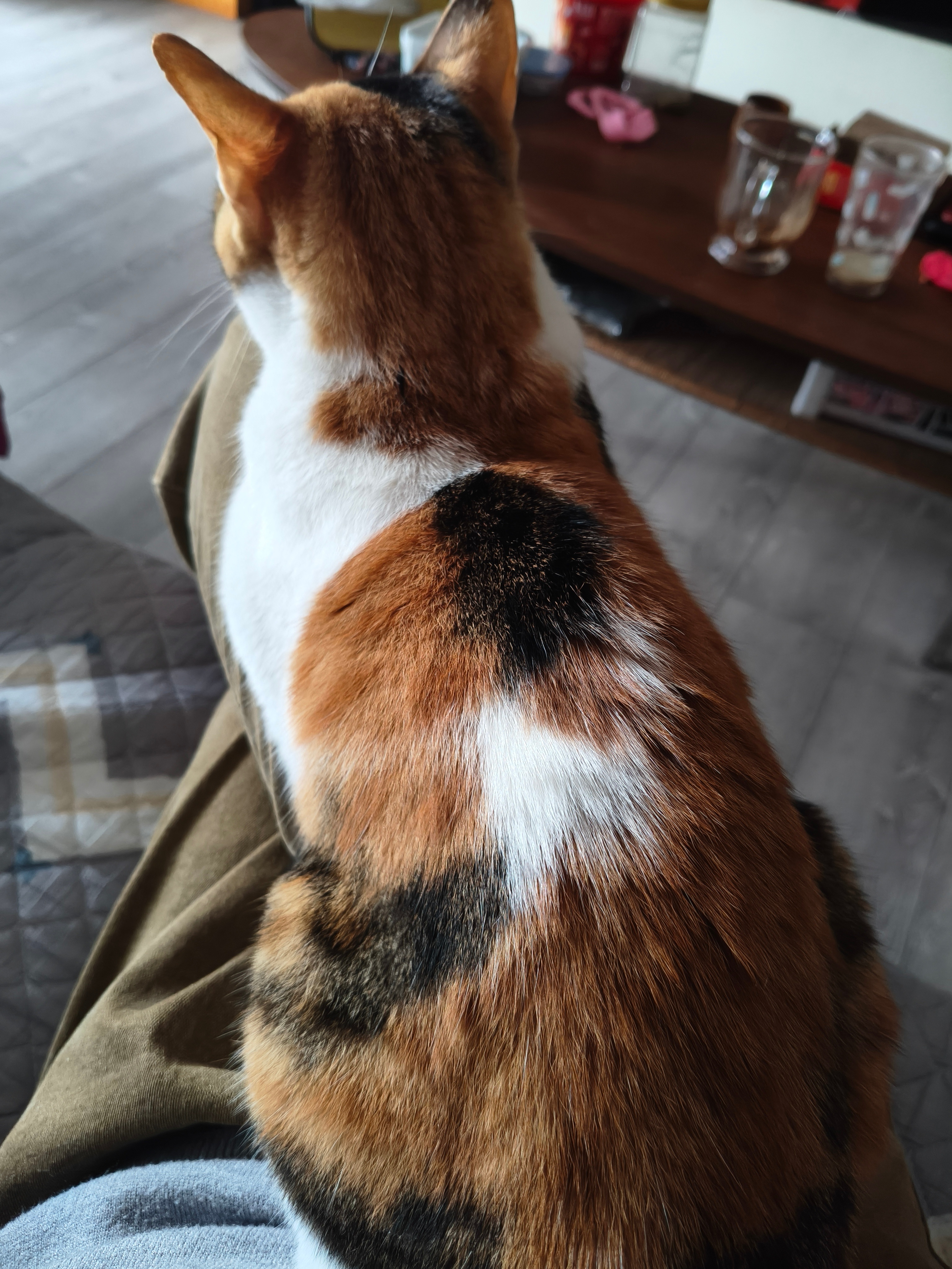 气温略有下降，猫这一趴就不下来了