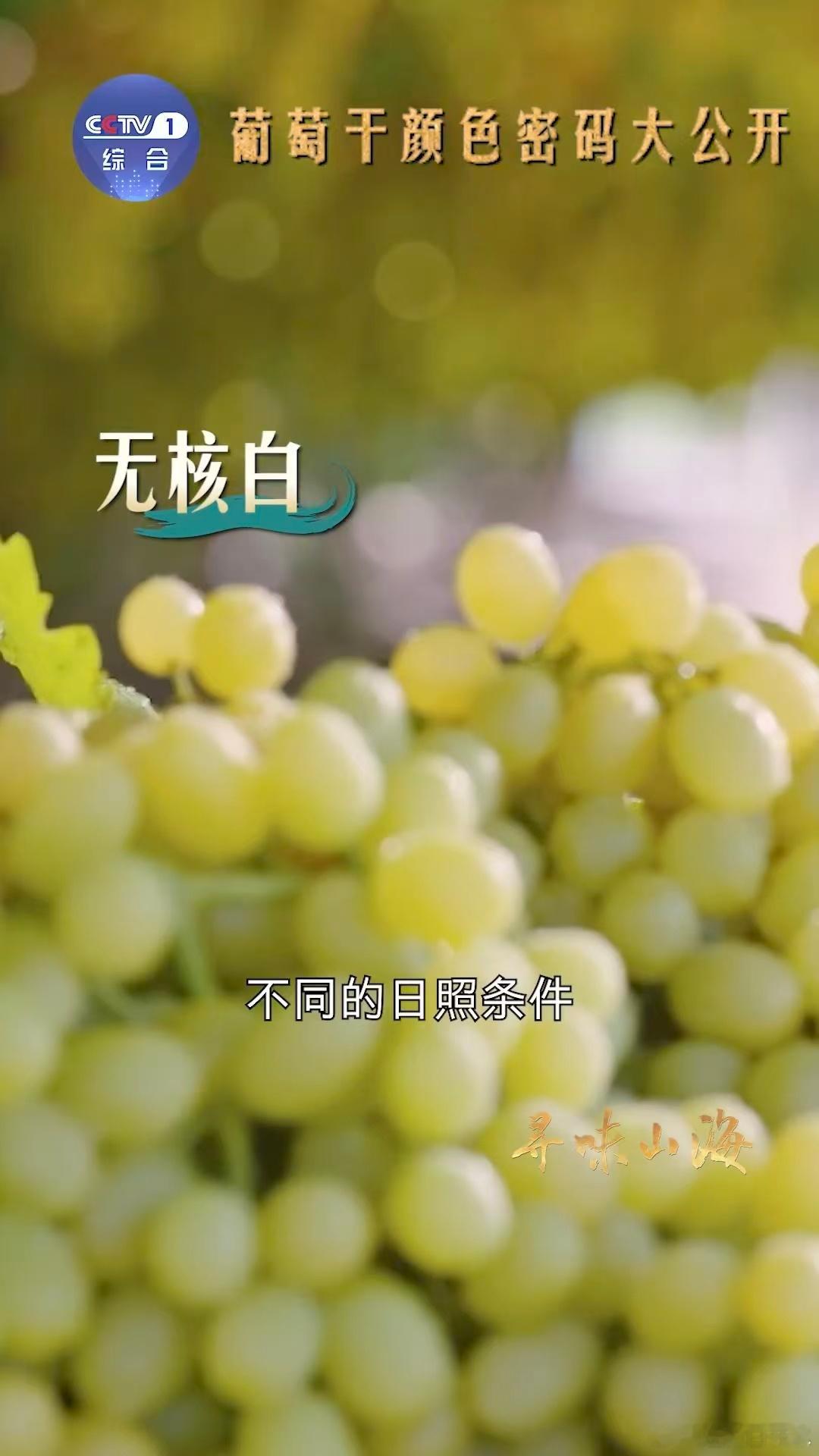 新疆买葡萄干也分色号王鸥分享的葡萄干小秘密：不是品种差异，而是日照让吐鲁番无核白