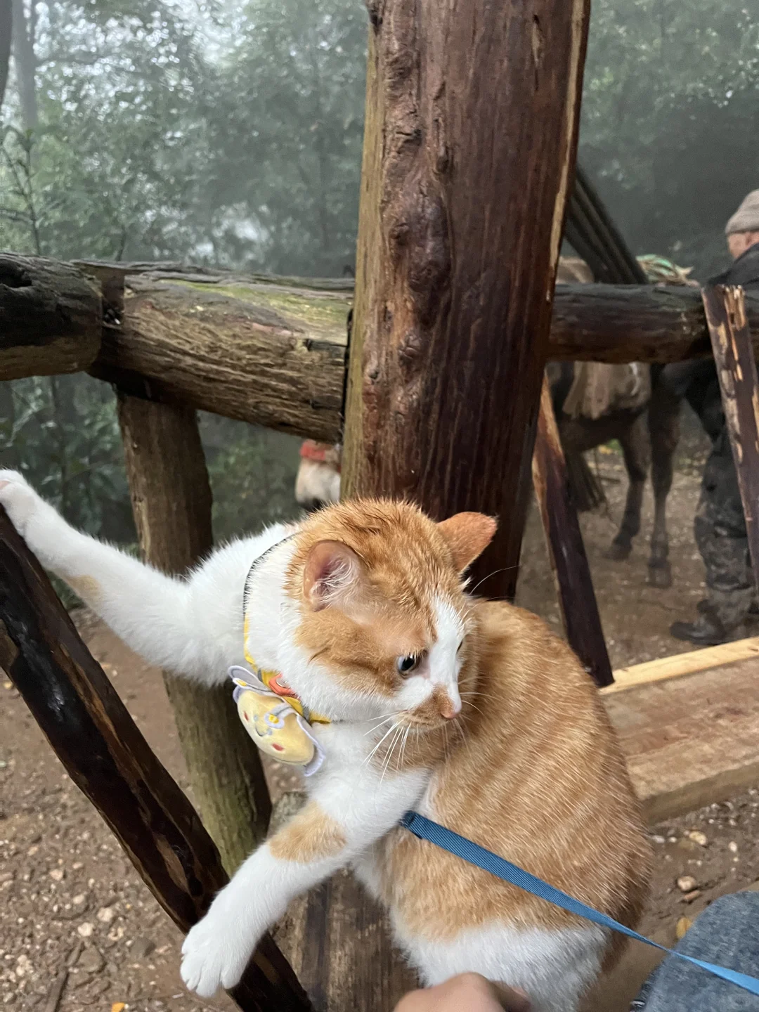 求救!怀民在青城山走丢了！