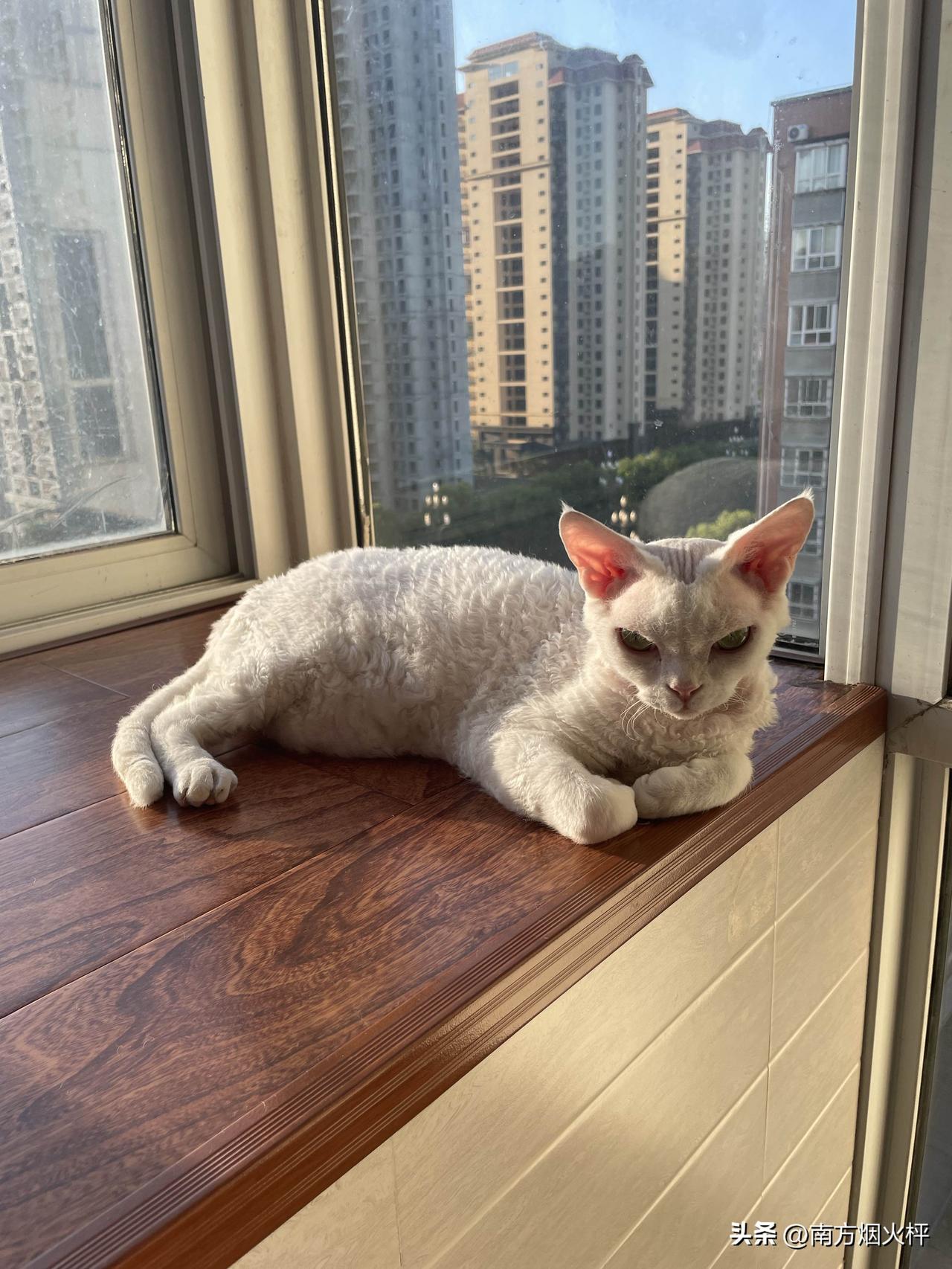 这是我家小猫咪刚睡醒的样子，揣着小手手，下一秒就要睡着了。