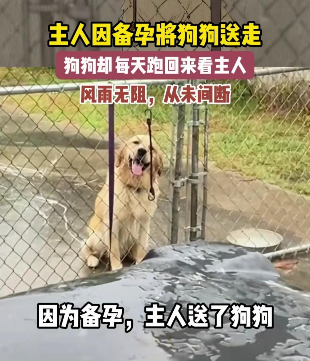 主人因为备孕，忍痛把狗狗送给别人养，本以为就此断了联系，没想到狗狗记着家的方向，