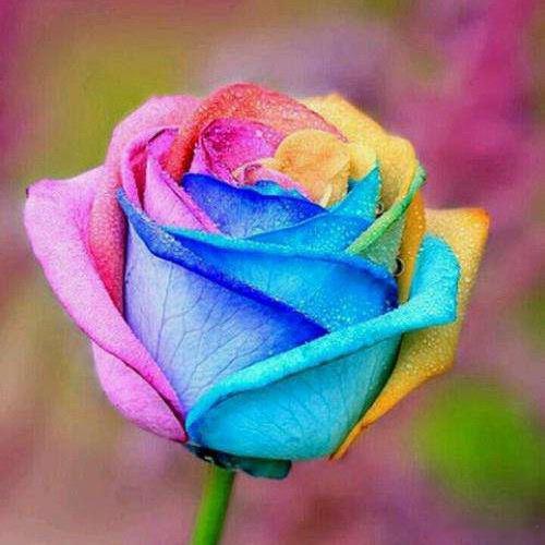 转发这朵转运花，带给你意想不到的好事！！！ 