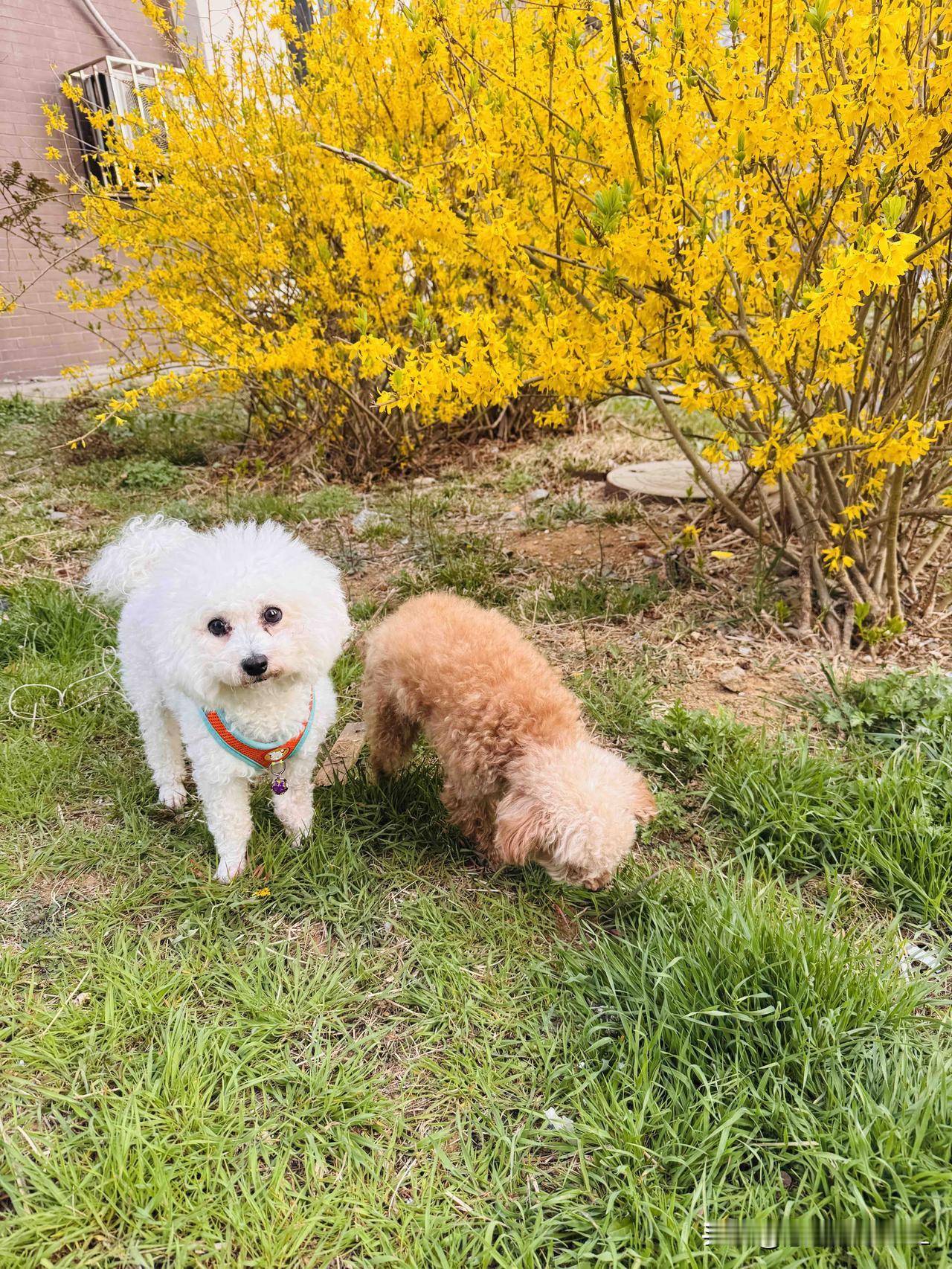 早上五点多，我家俩小狗子就开始在床边来回走，扒着床沿盯着我，那小眼神我一看就懂—