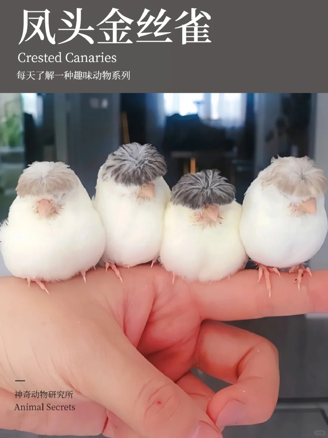 每天了解一种趣味动物👀凤头金丝雀