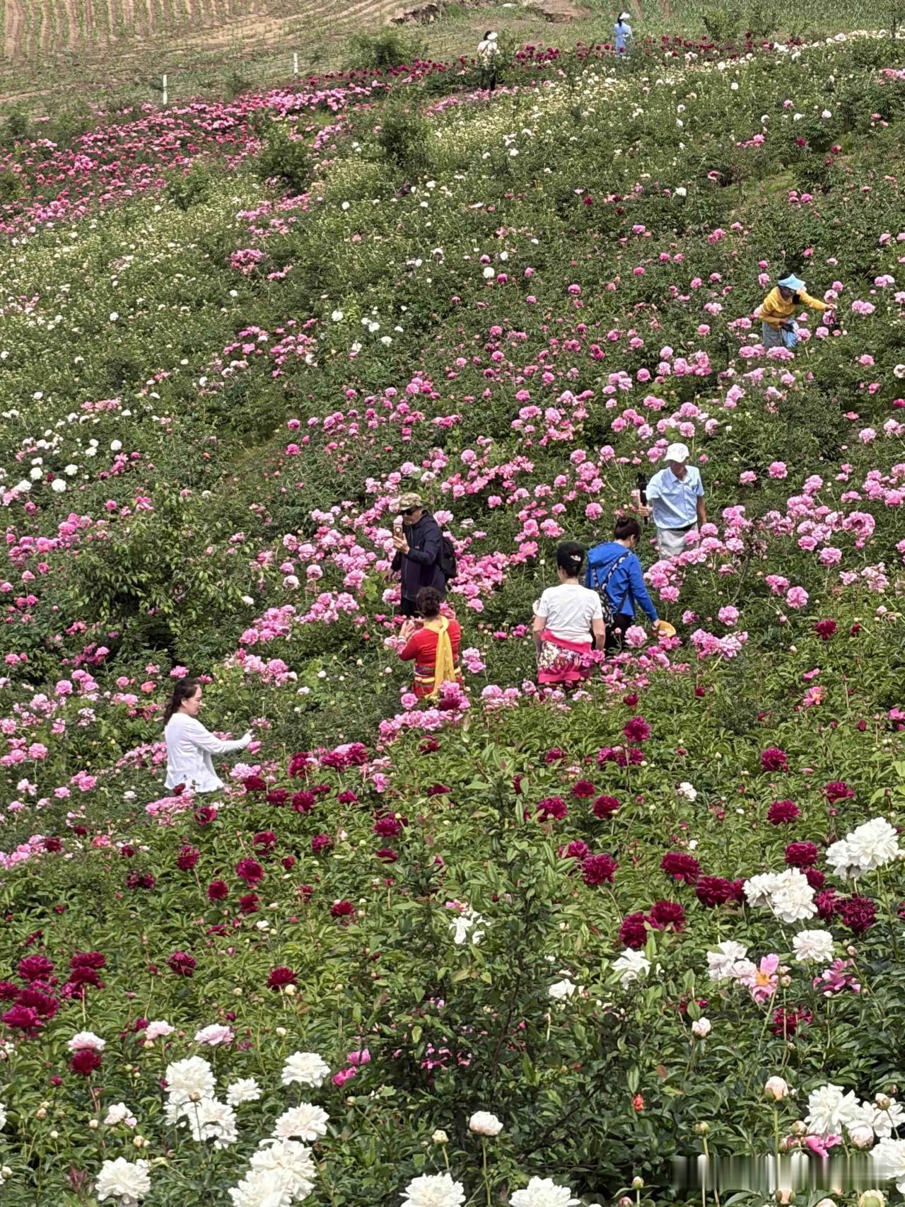 【芍药花】
个人原创诗 
绿叶丛中芍药香
开在碧野山坡旁
清风吹来左右摆
好似喊