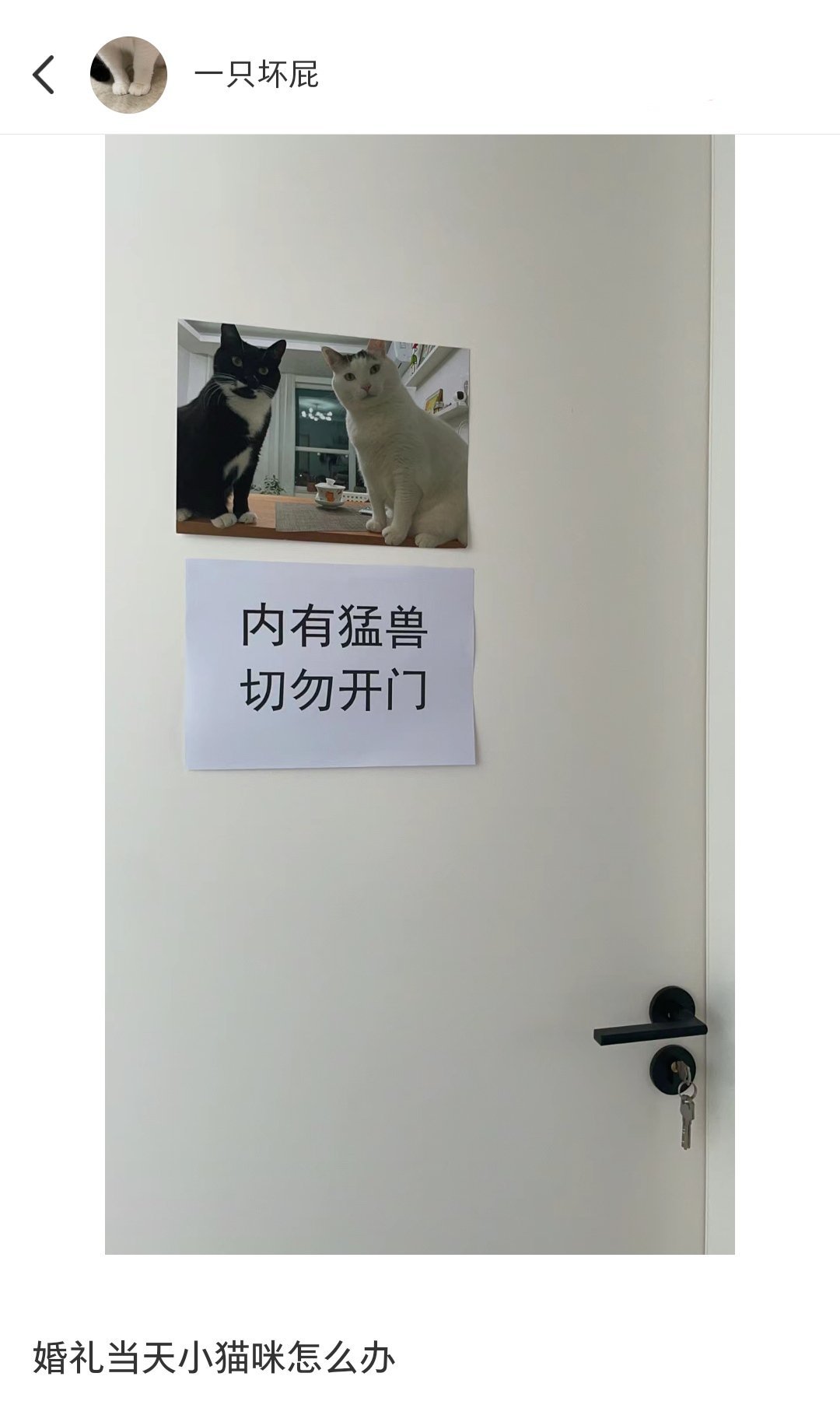 婚礼当天的小猫怎么办 ​​​