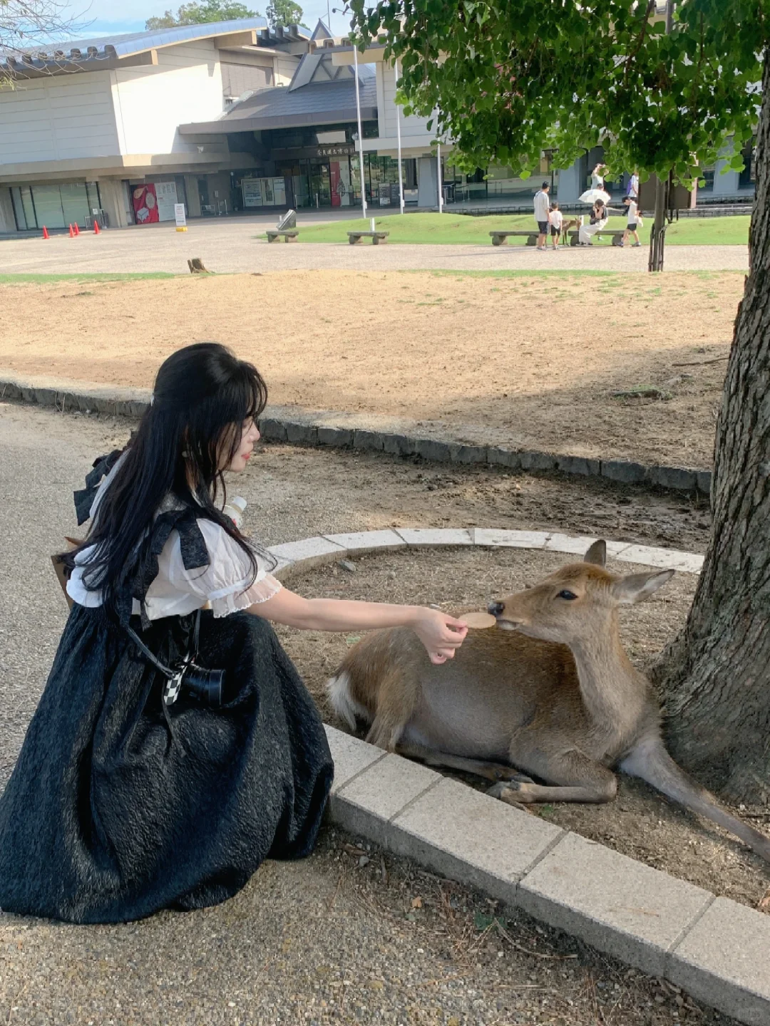 日本｜第三次来奈良第三次被咬🤣🦌来年再战