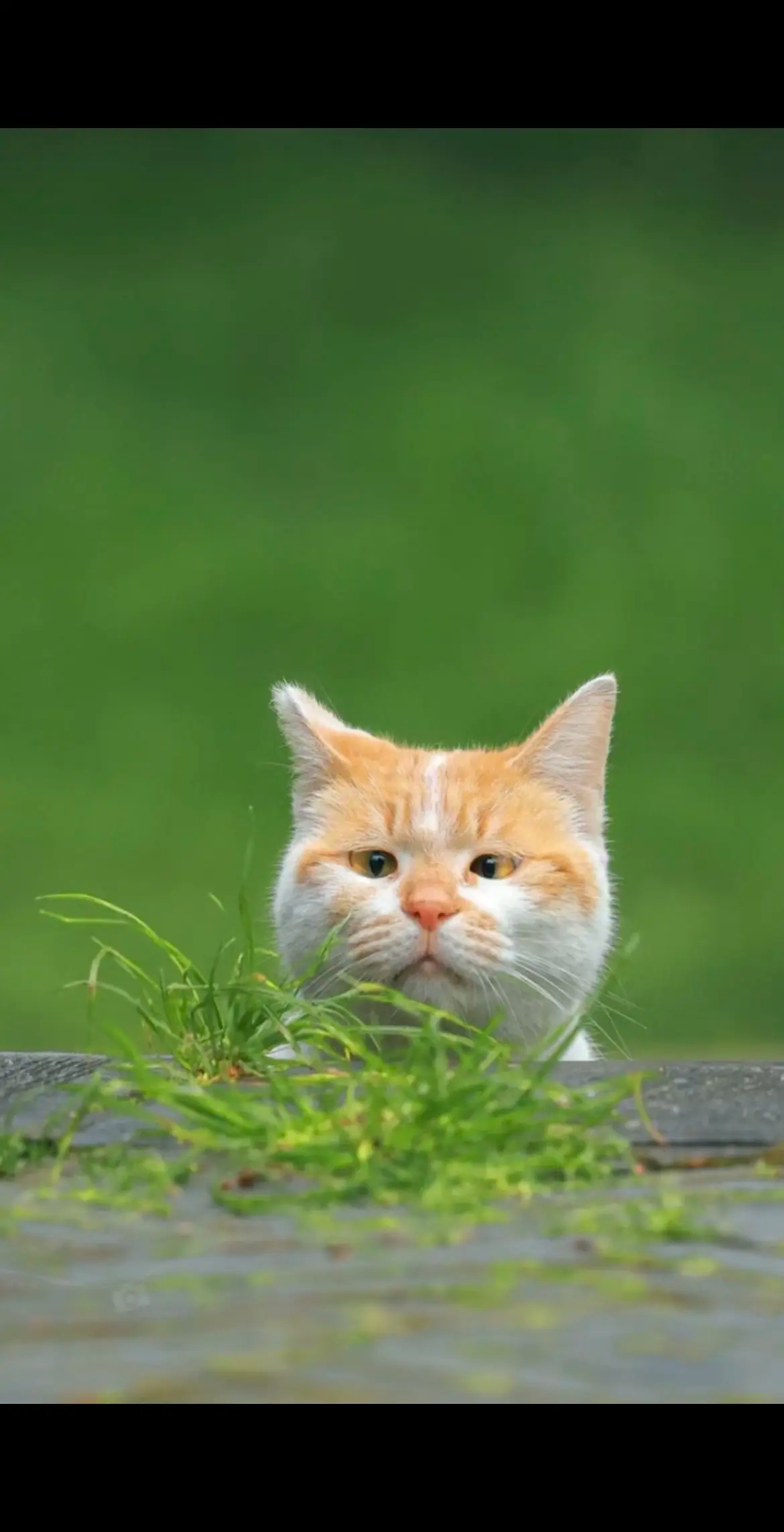 被一只幽默猫种草,又次被逗笑哈哈哈猫星人(图源网)