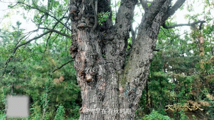 这颗枣在山西甜了千年 千年古树不言不语，却用满树红枣，诉说着山西土地独有的温柔与