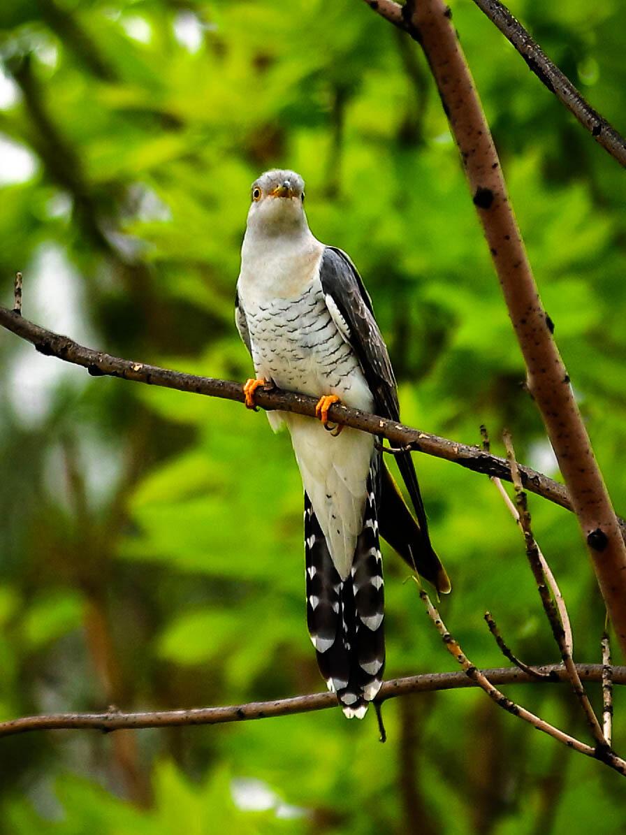布谷鸟，学名大杜鹃，是杜鹃科鸟类。它因春夏季发出清脆响亮的“布谷”声得名，常被视