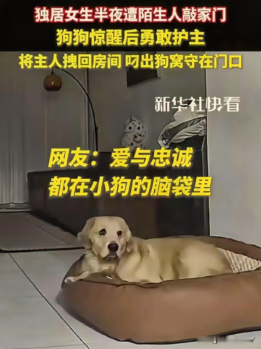 独居女孩的深夜守护者，这只金毛犬的爱意令人动容！

吉林的深夜，独居女生被陌生敲