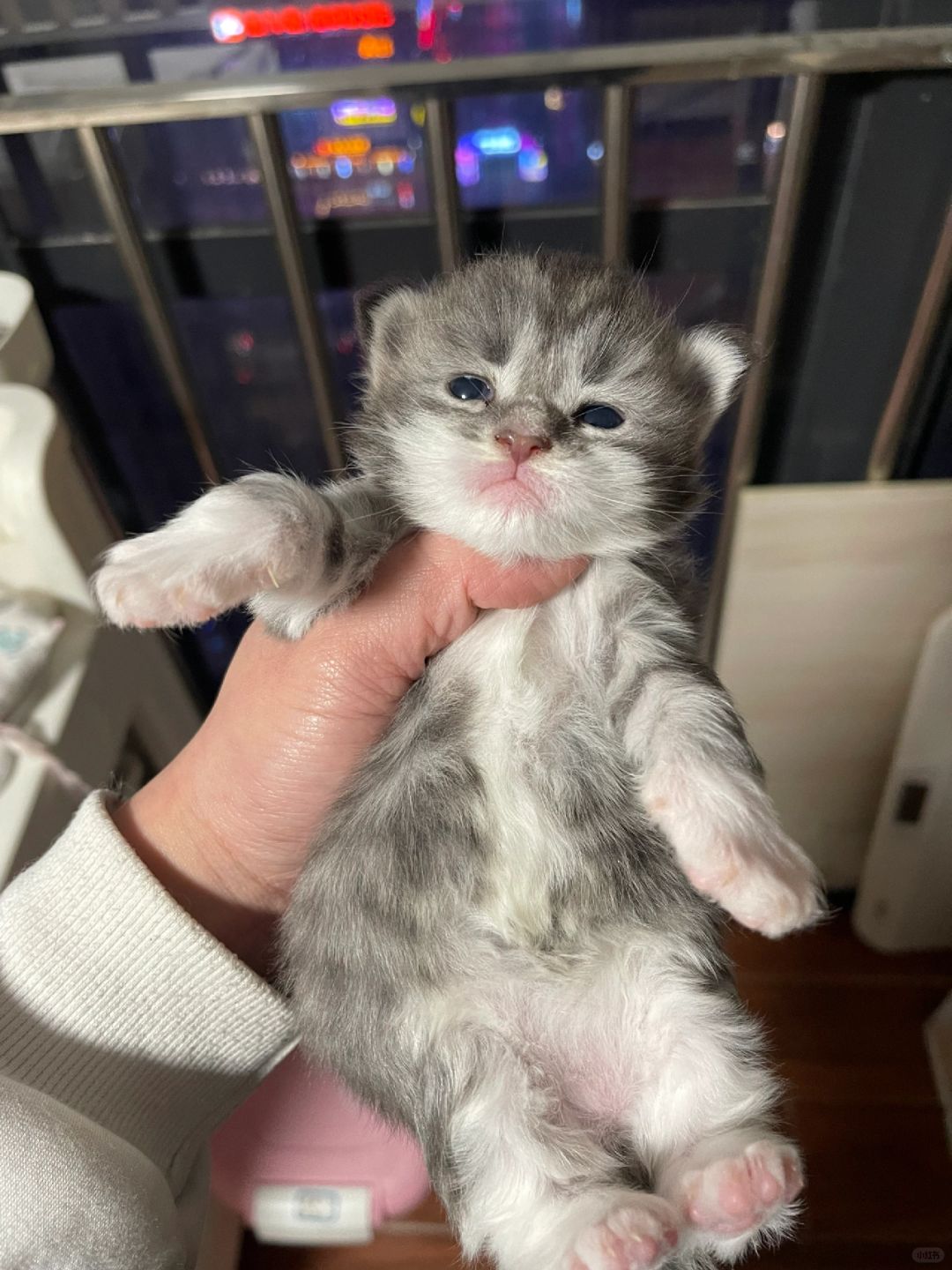 缅因｜十三天大的缅因小奶猫