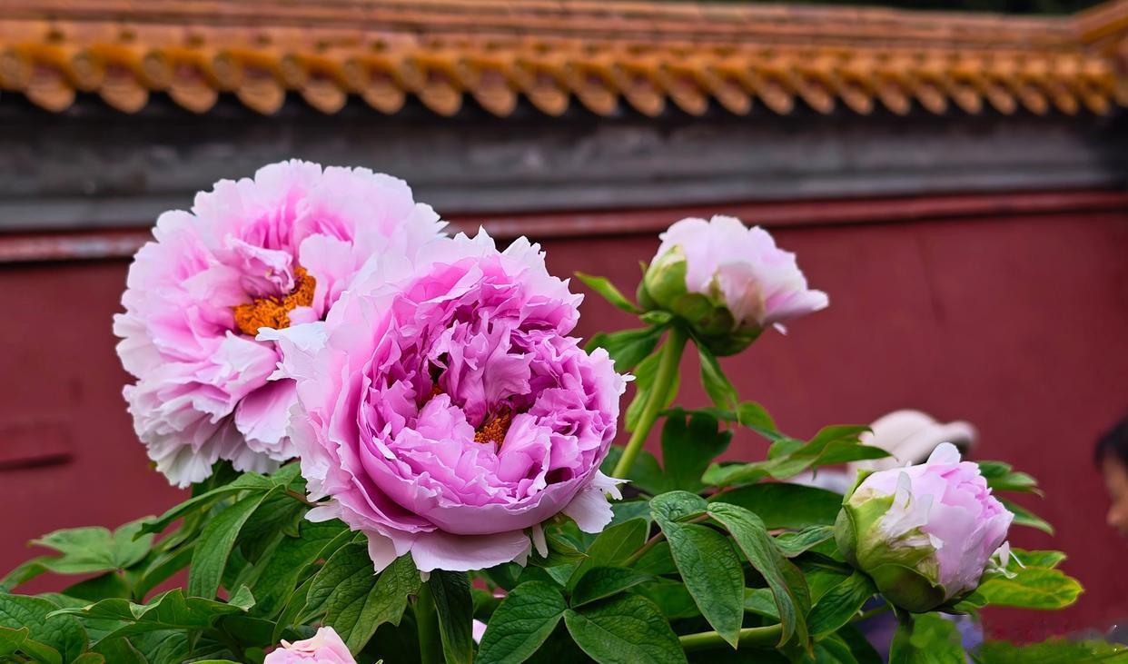 无意苦争春，一任群芳妒～寻美河南