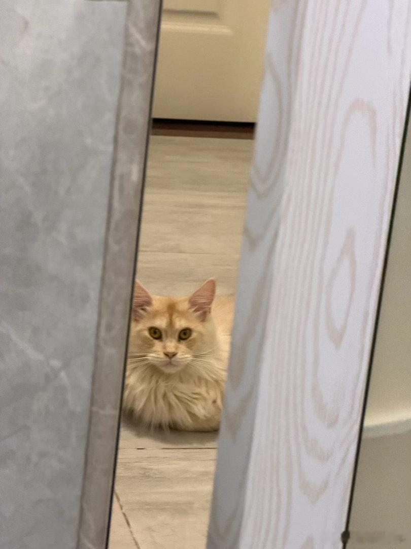 猫猫啥也不懂但是它会到点就在门口期待着我回家[失望] ​​​
