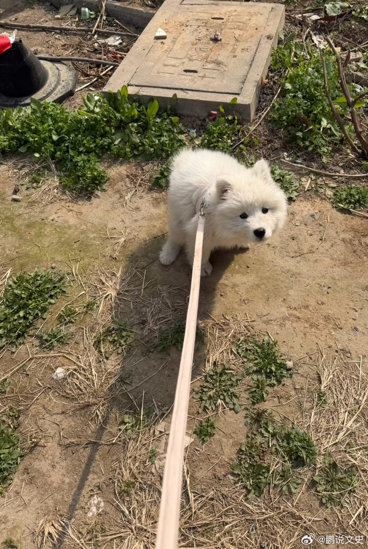 萌娃熊宝 小狗最脆弱的时刻萨摩耶